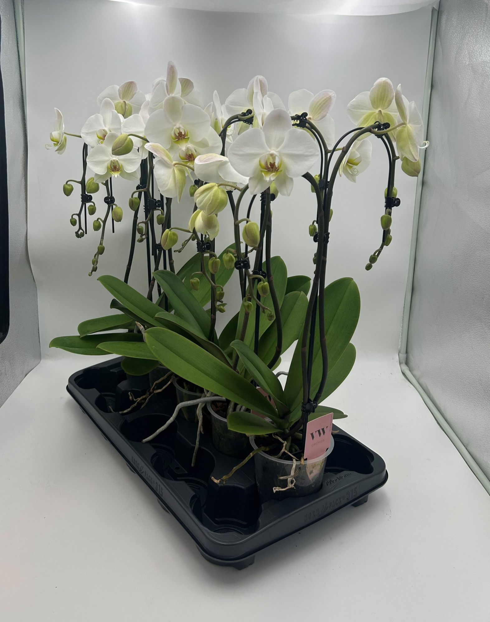 Phalaenopsis Double umbrella grootbloemig wit, D 12 cm