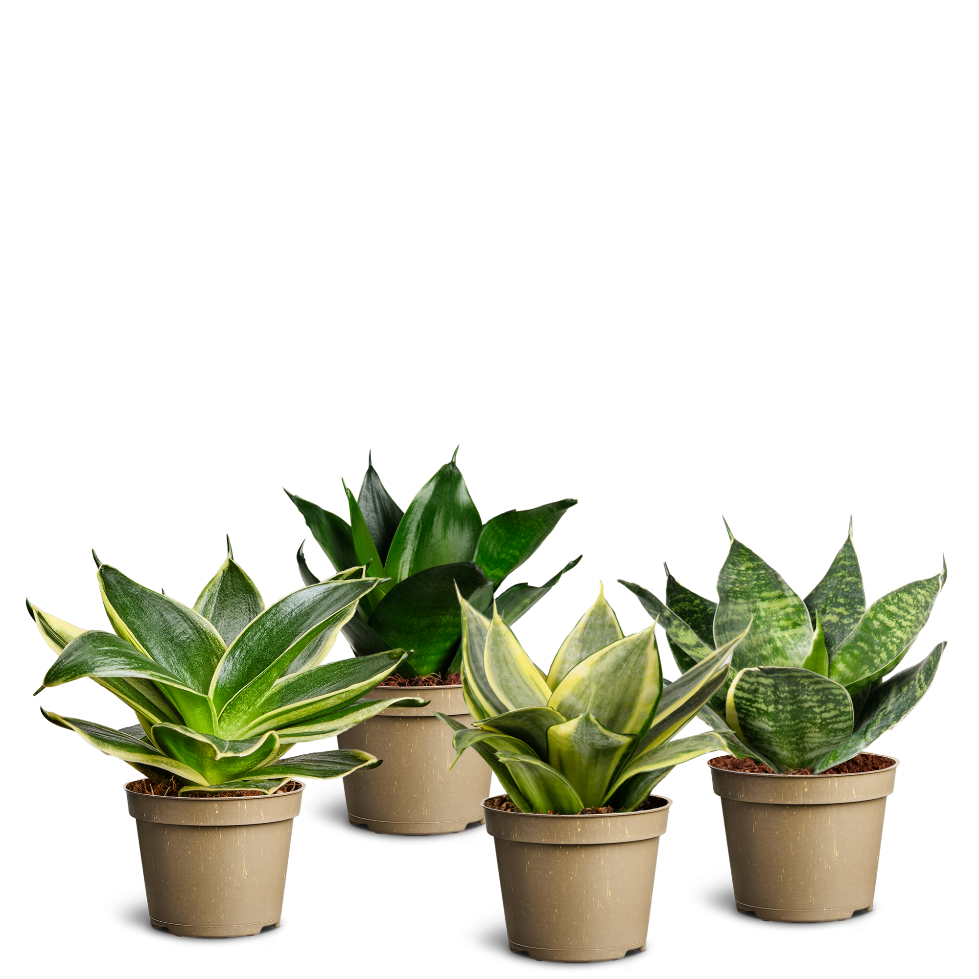 Sansevieria Hahnii Collection, D 6 cm