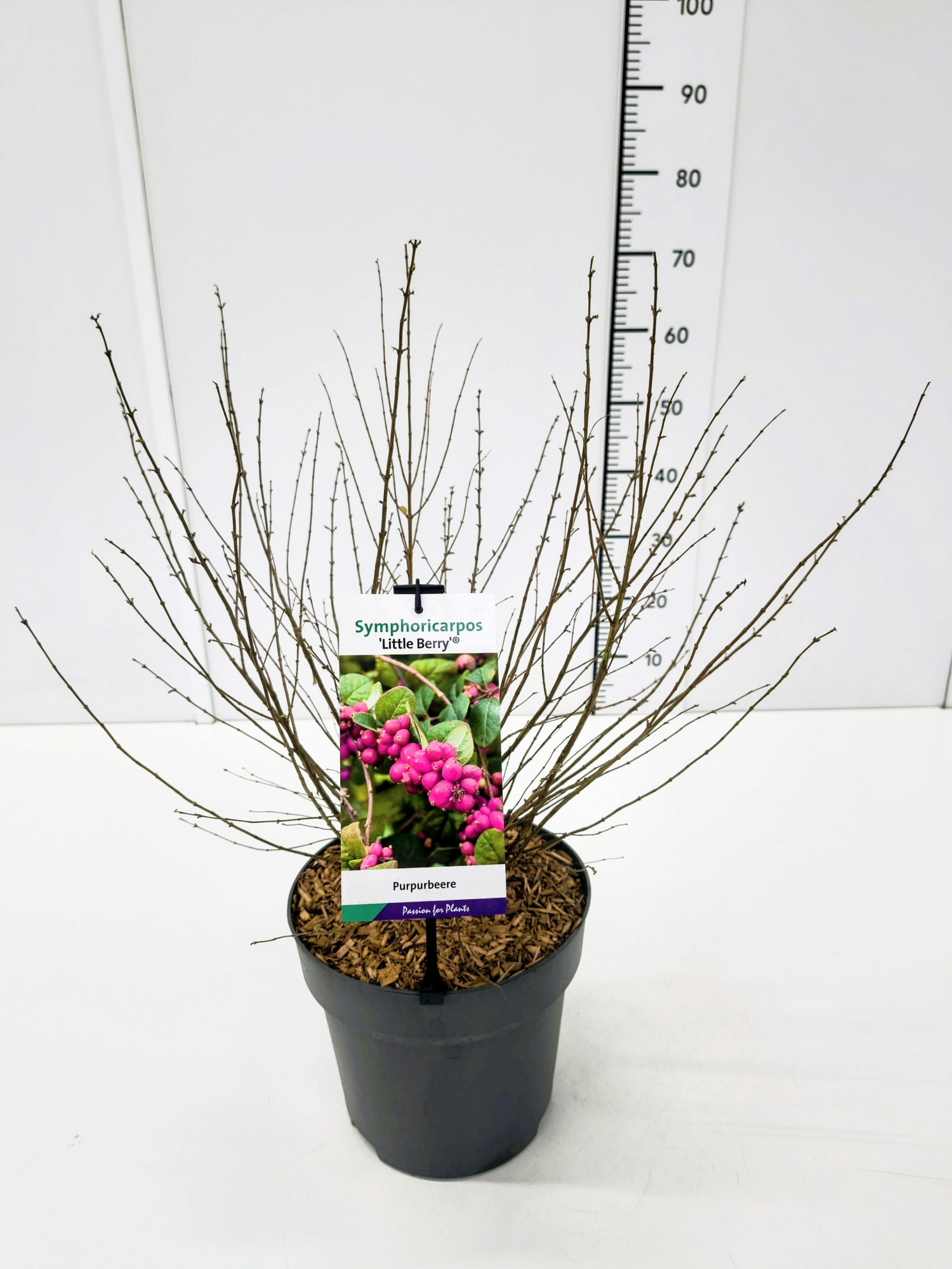 Symphoricarpos d. 'Little Berry' 50-60C7, D 25