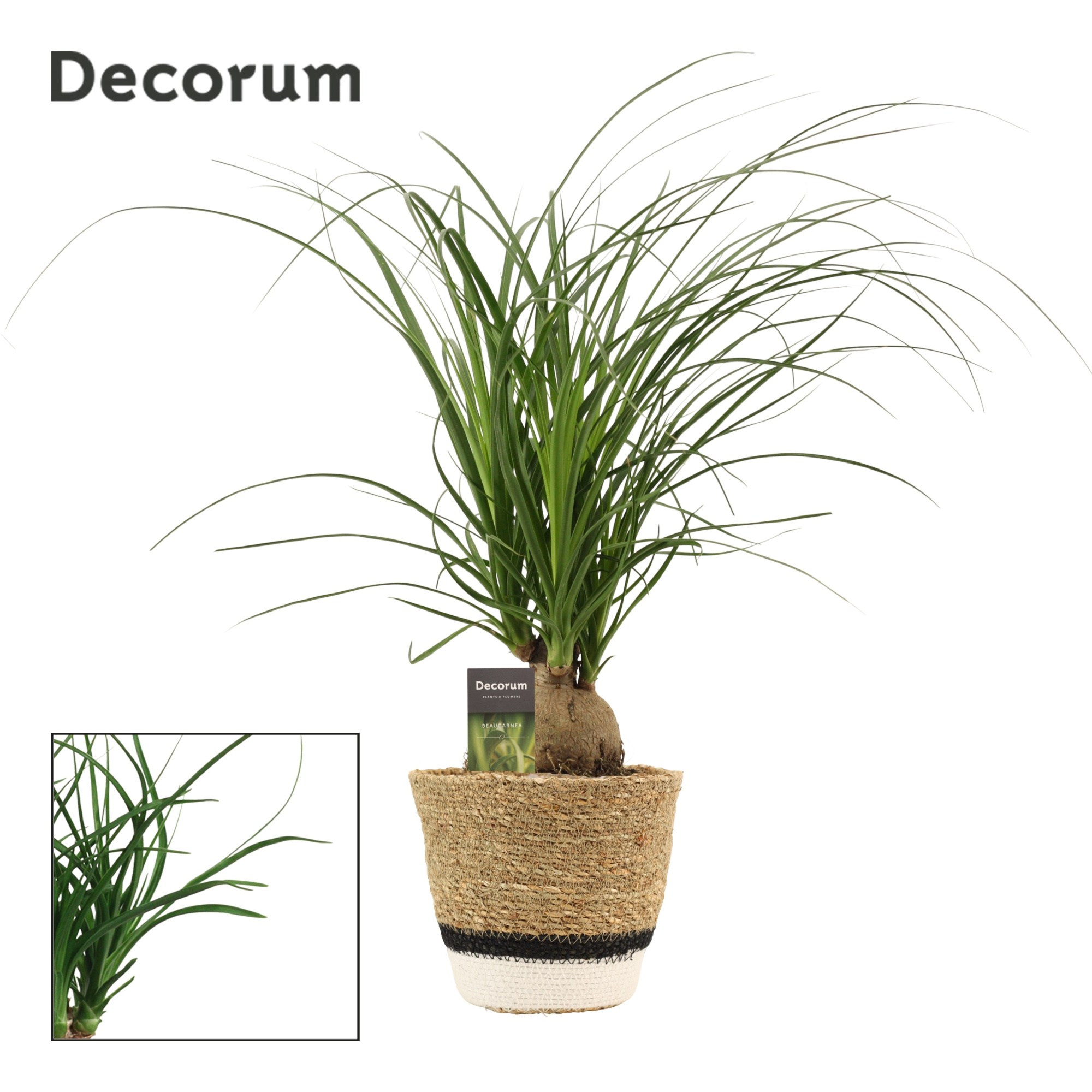 Beaucarnea bol 12 cm in Hanoi mand wit(Deco-collection), D 12 cm