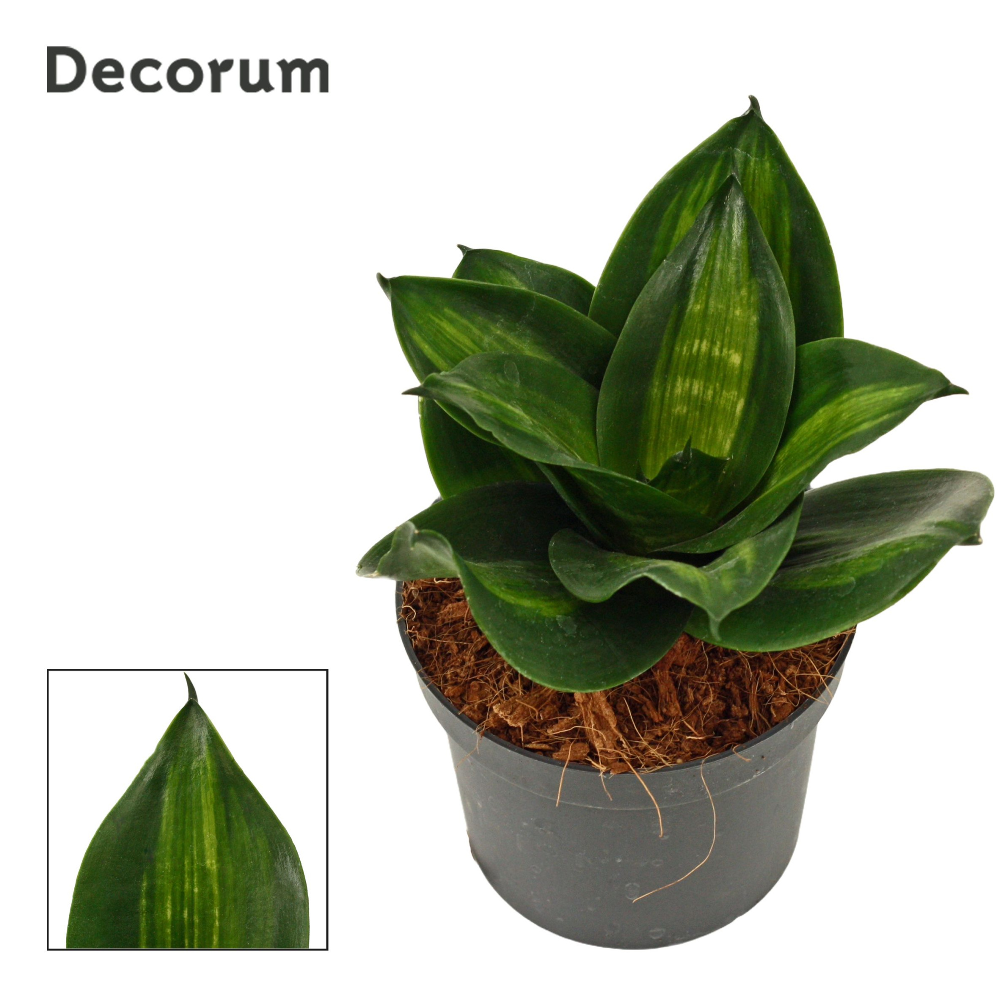 Sansevieria hahnii 9 cm Jade (Decorum), D 9 cm