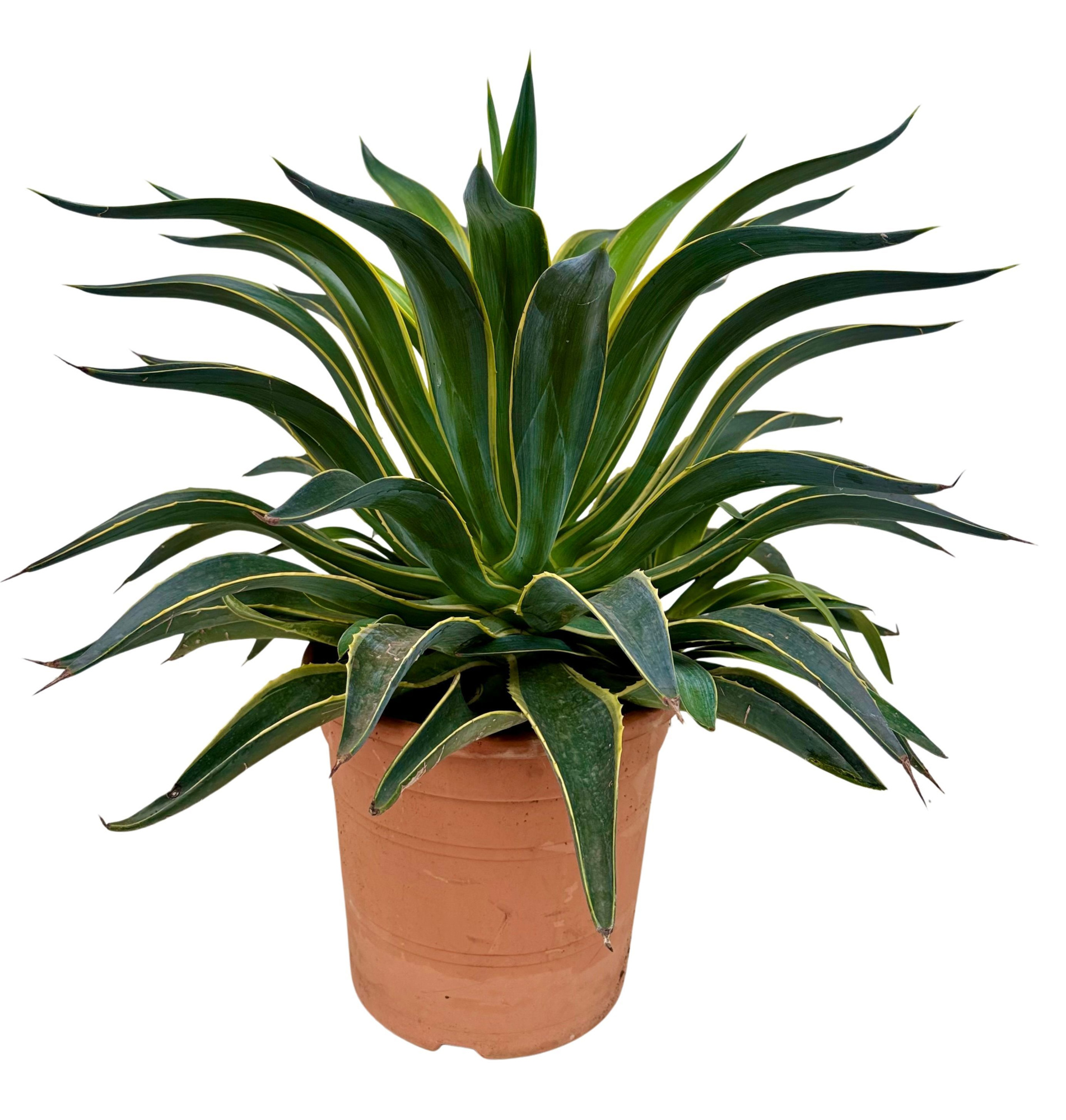 Agave desm variegata P26, D 26