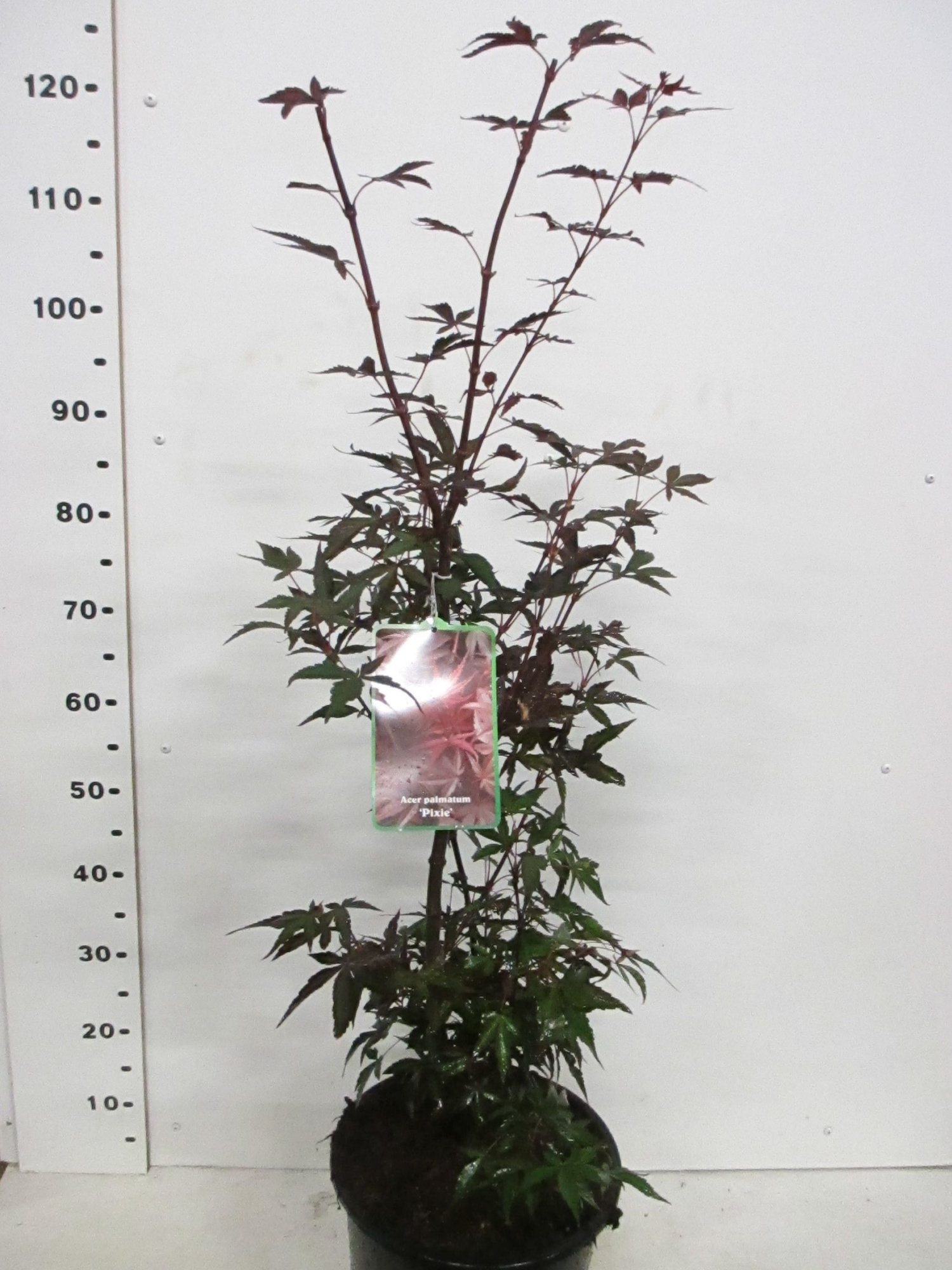 Acer palm. Pixie 60-80 P28, D 28 cm