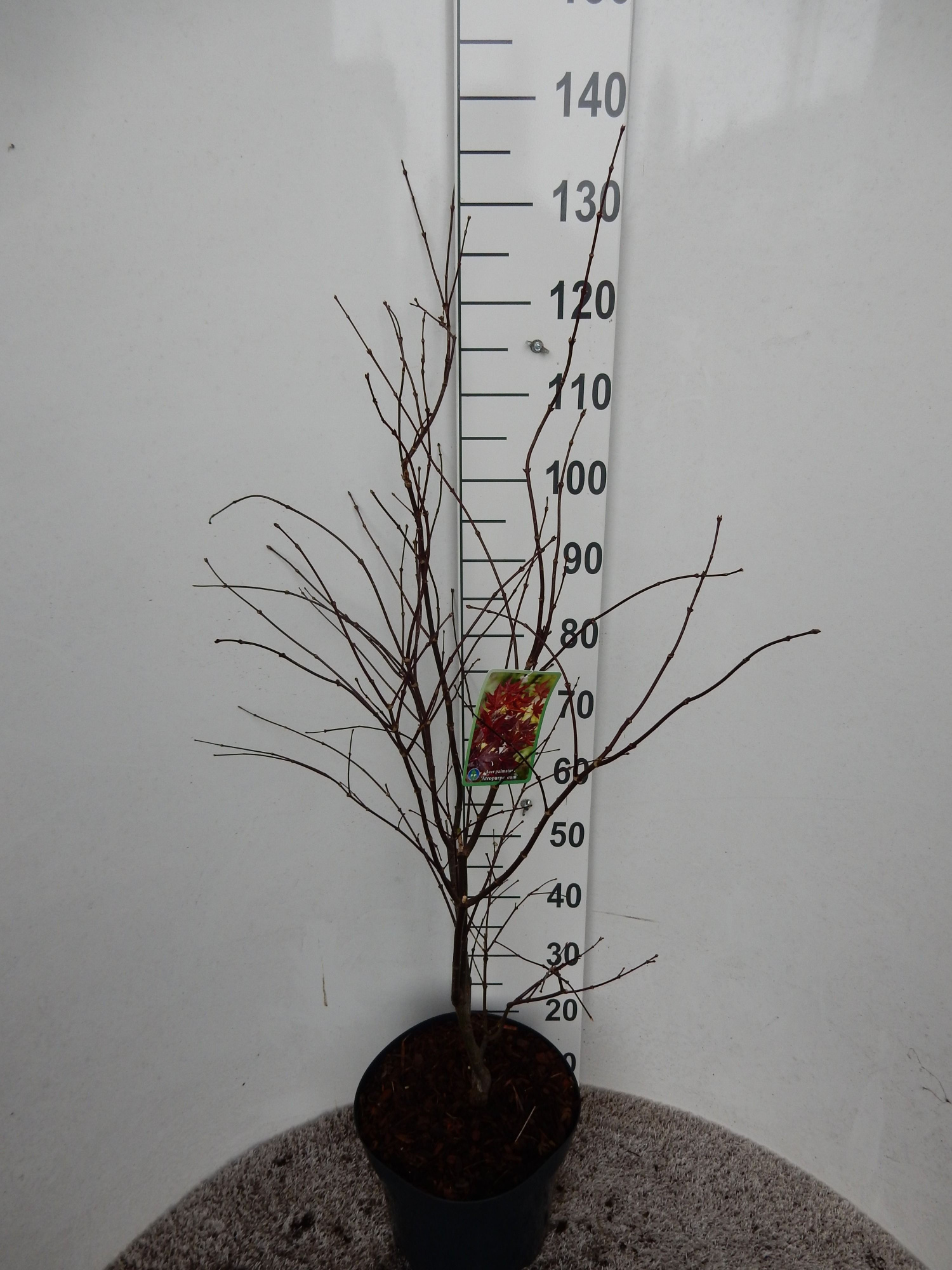Acer palm. Atropurpureum 80-100 P28, D 28