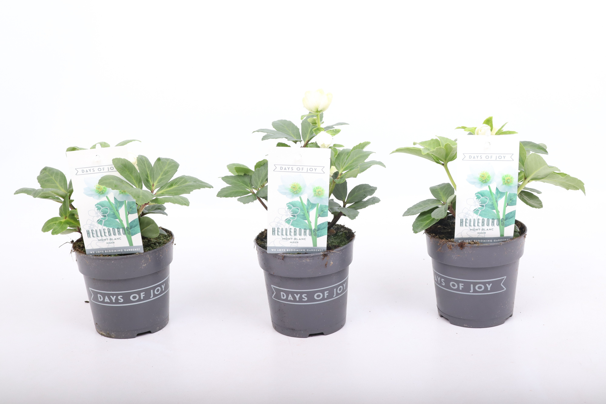 Helleborus niger 'Mont Blanc' - small, D 13 cm