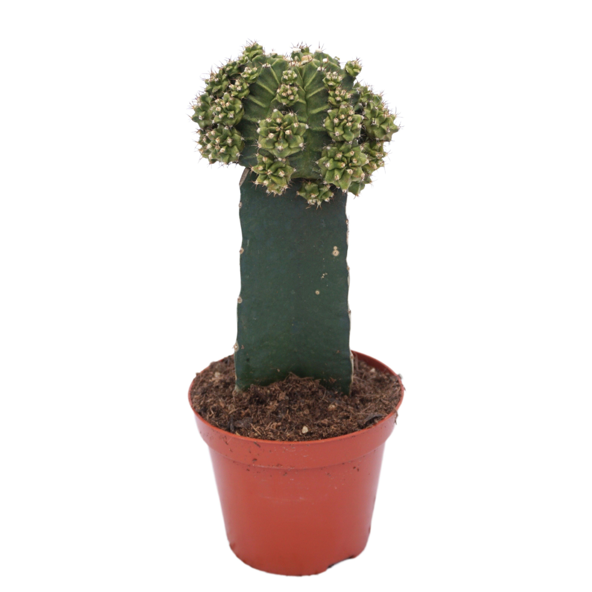 Gymnocalycium geënt groen 8,5 cm, D 8,5 cm