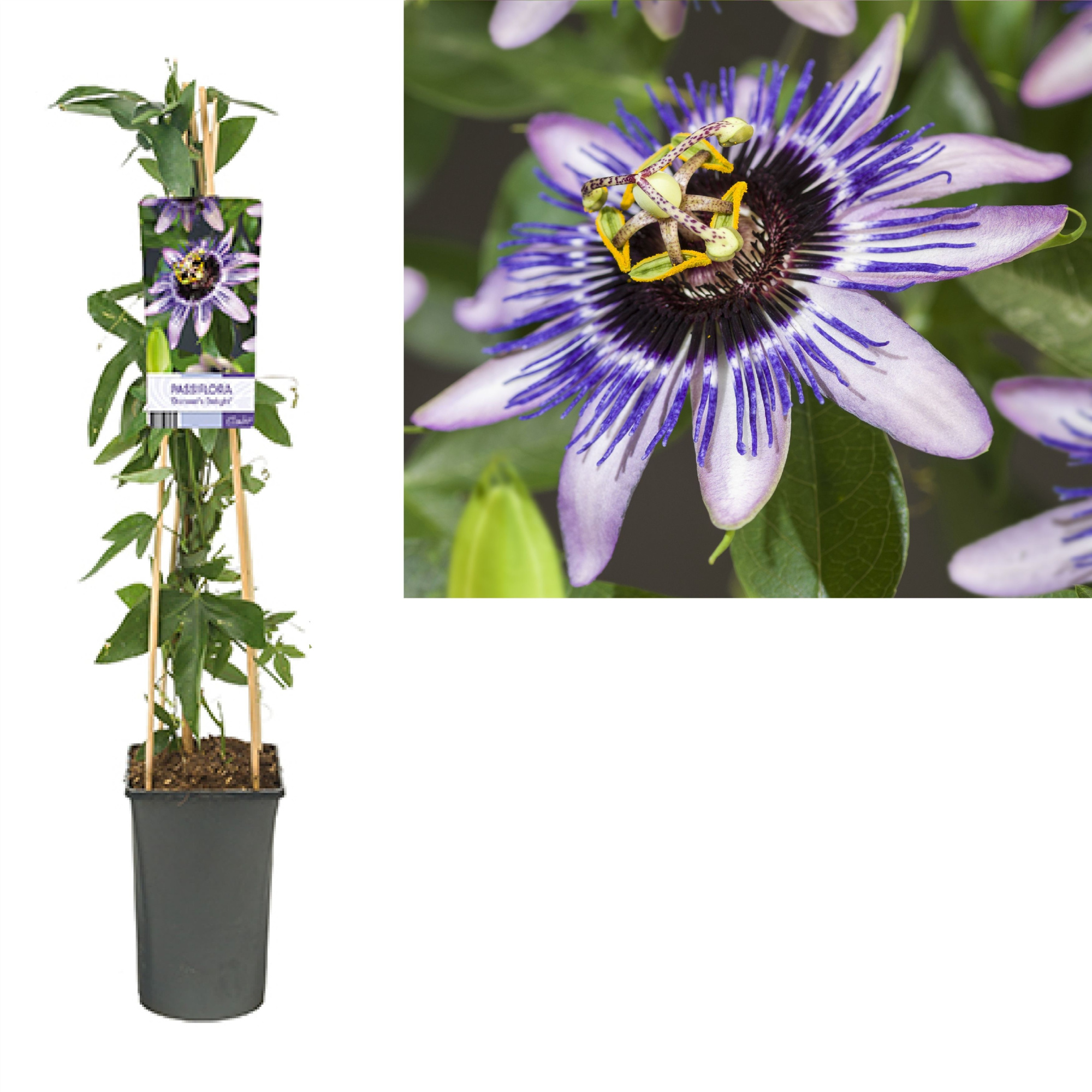 Passiflora 'Damsel's Delight' +light label, D 17 cm