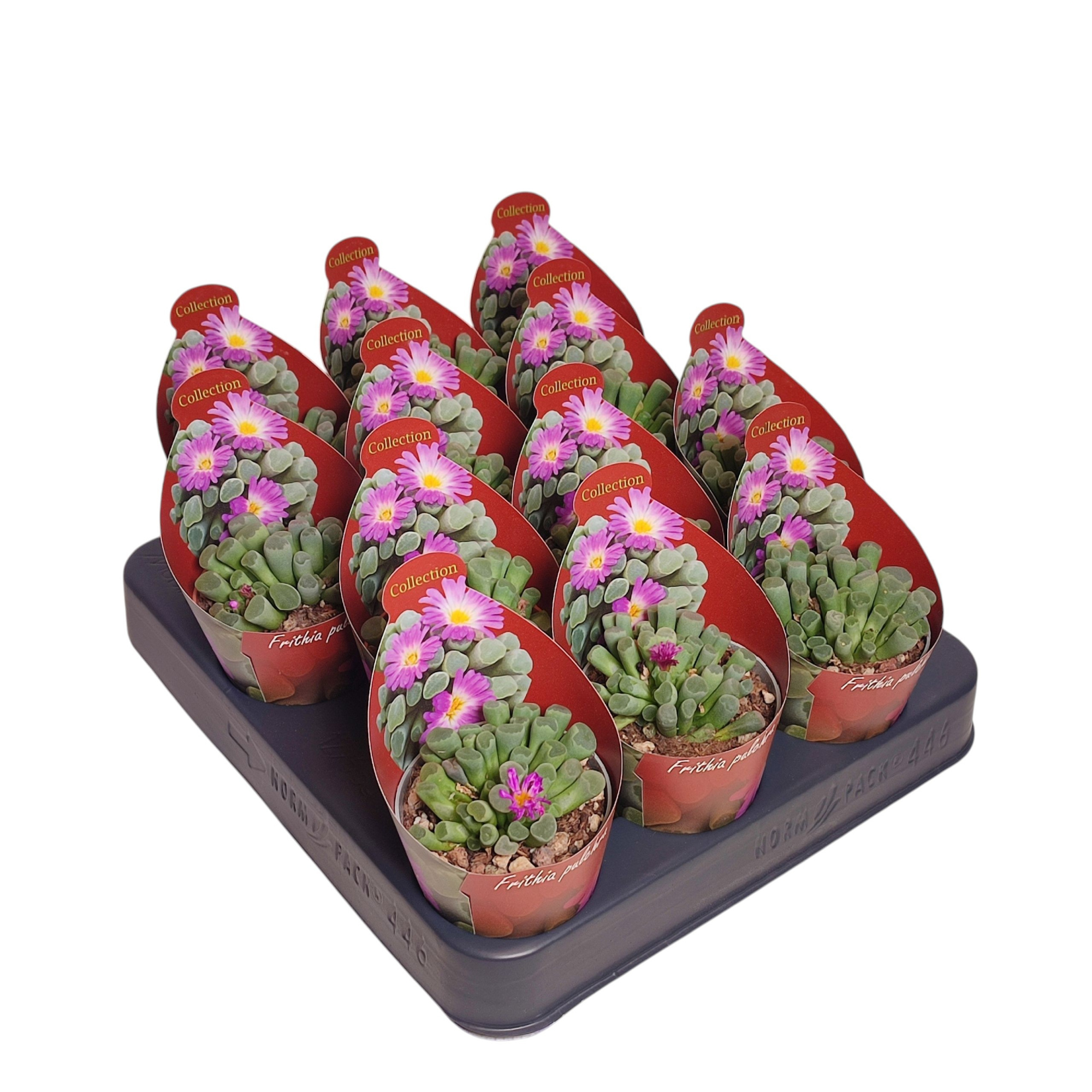 FRITHIA PULCHRA - POT Ø 6,5 WITH POTCOVER (SUCCULENTEN), D 6,5 cm