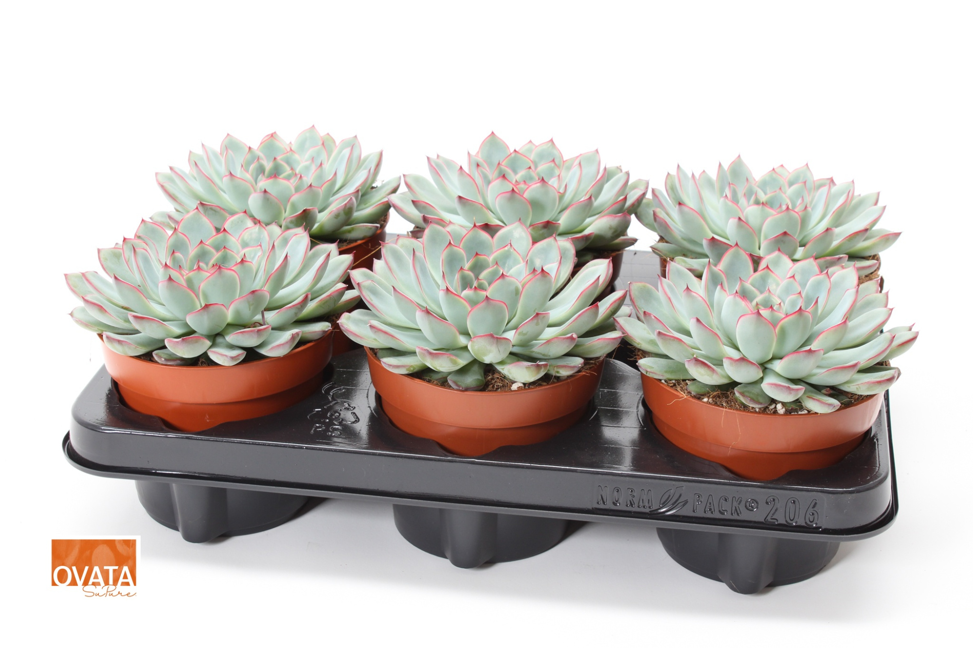 Echeveria sky pearl 12 pearls, D 12 cm