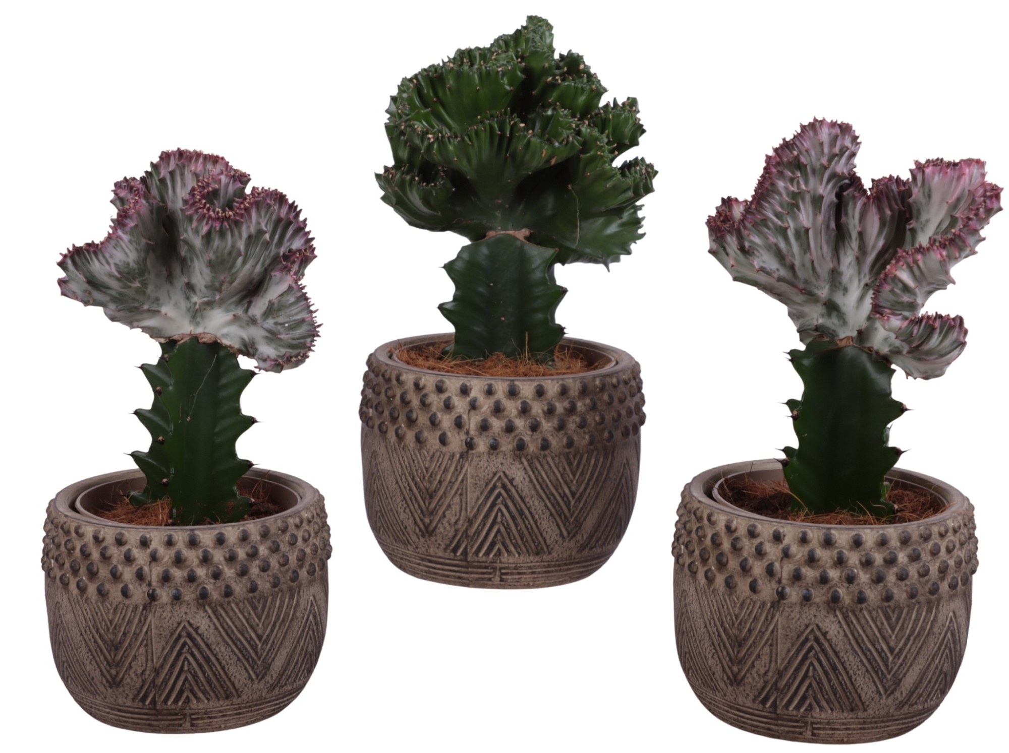 Cactus mix Euphorbia l. Ø12cm in Ø16cm Ceramic EV665, D 16