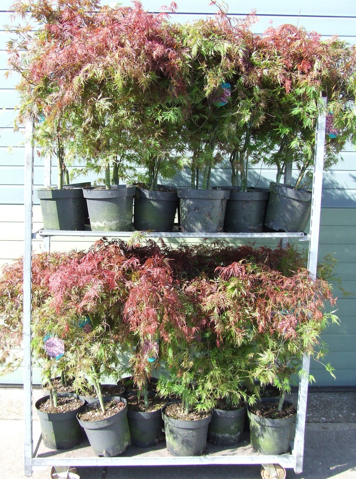 Acer palmatum 'Orangeola' P26 Full CC, D 26 cm