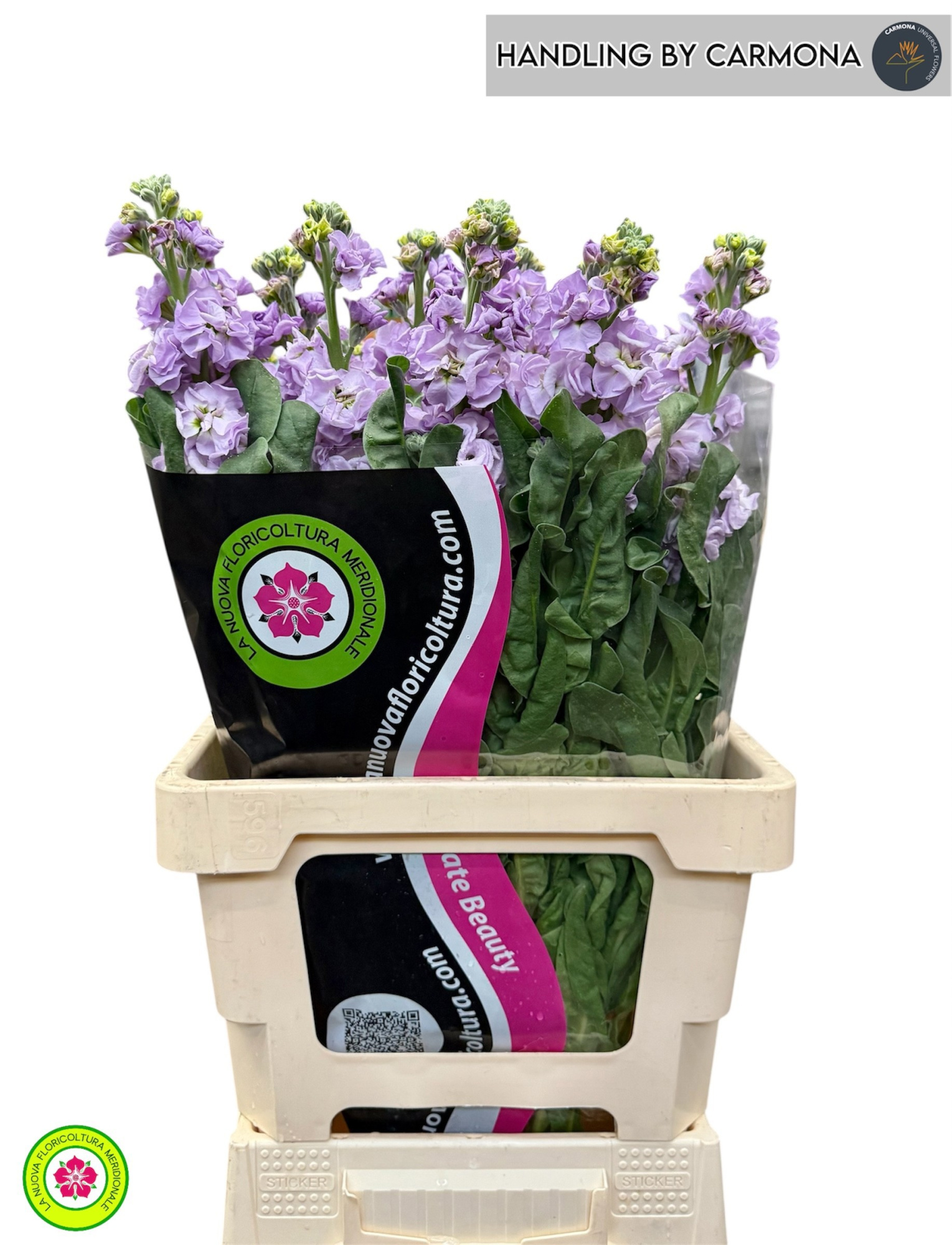 Маттиола од. Айрон Марин 65, шт.