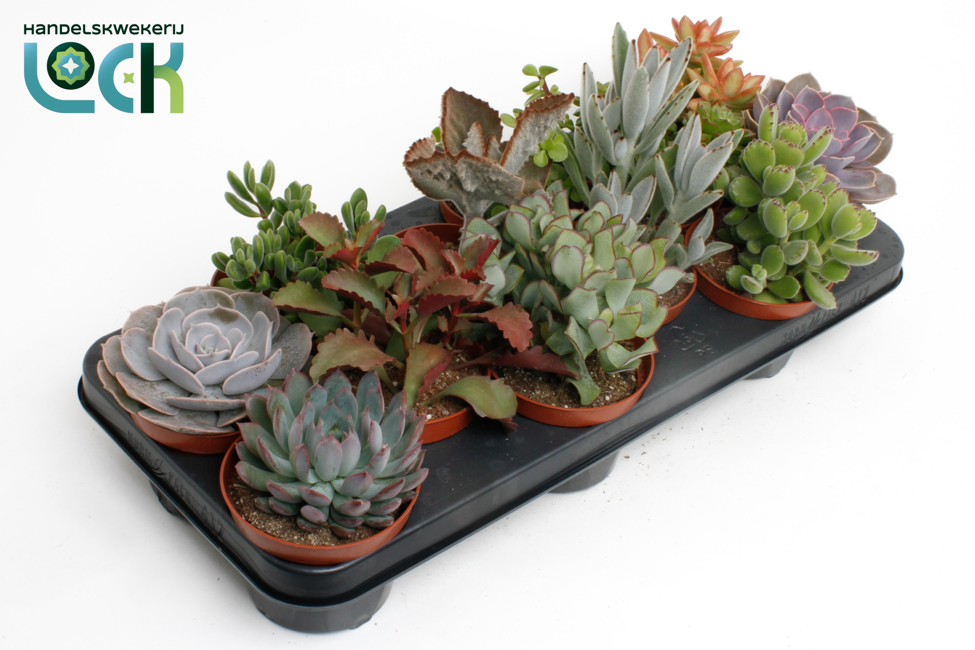 Succulenten Mix, D 10,5 cm