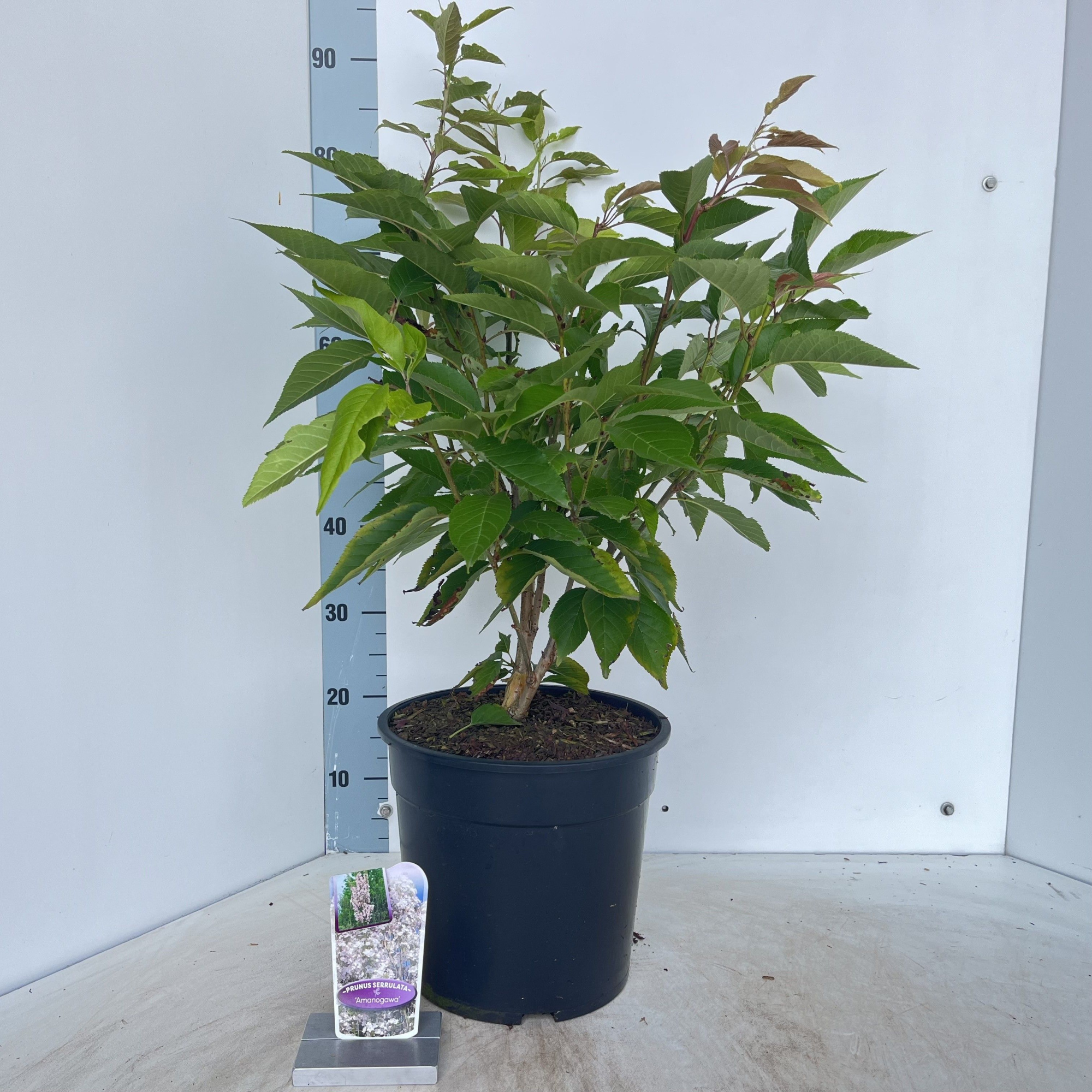 Prunus serrulata 'Amanogawa', D 29 cm