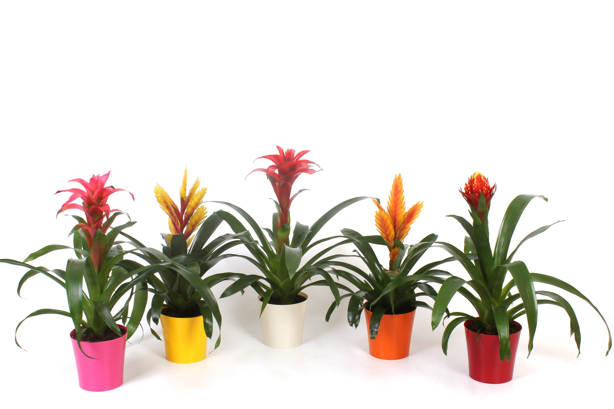 Bromelia Mix Excellent + Plastic pot inge, D 12 cm