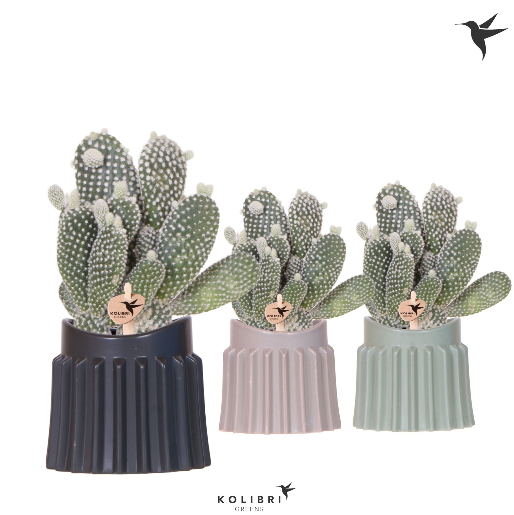 Kolibri Greens Opuntia white in Raw pot mix, D 9 cm