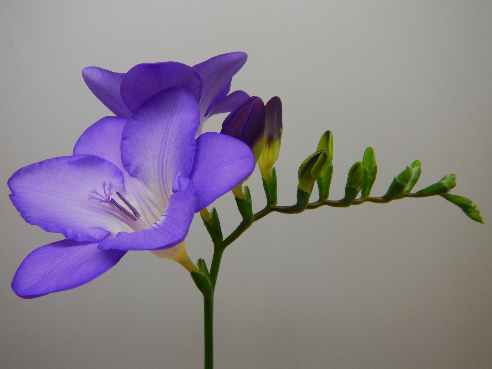 Фрезия од. Меркуриус 50, шт.