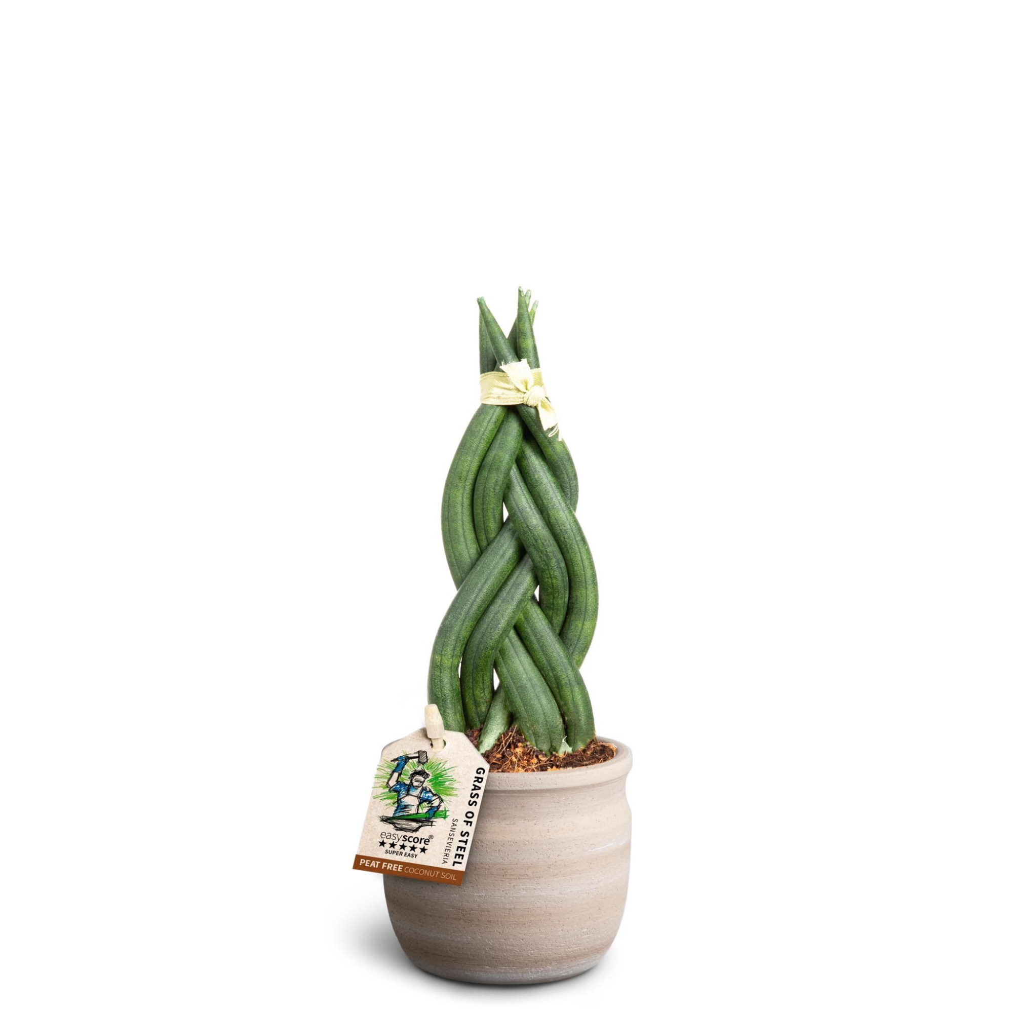 Maceta Sand, Sansevieria cylindrica Braid, D 7 cm
