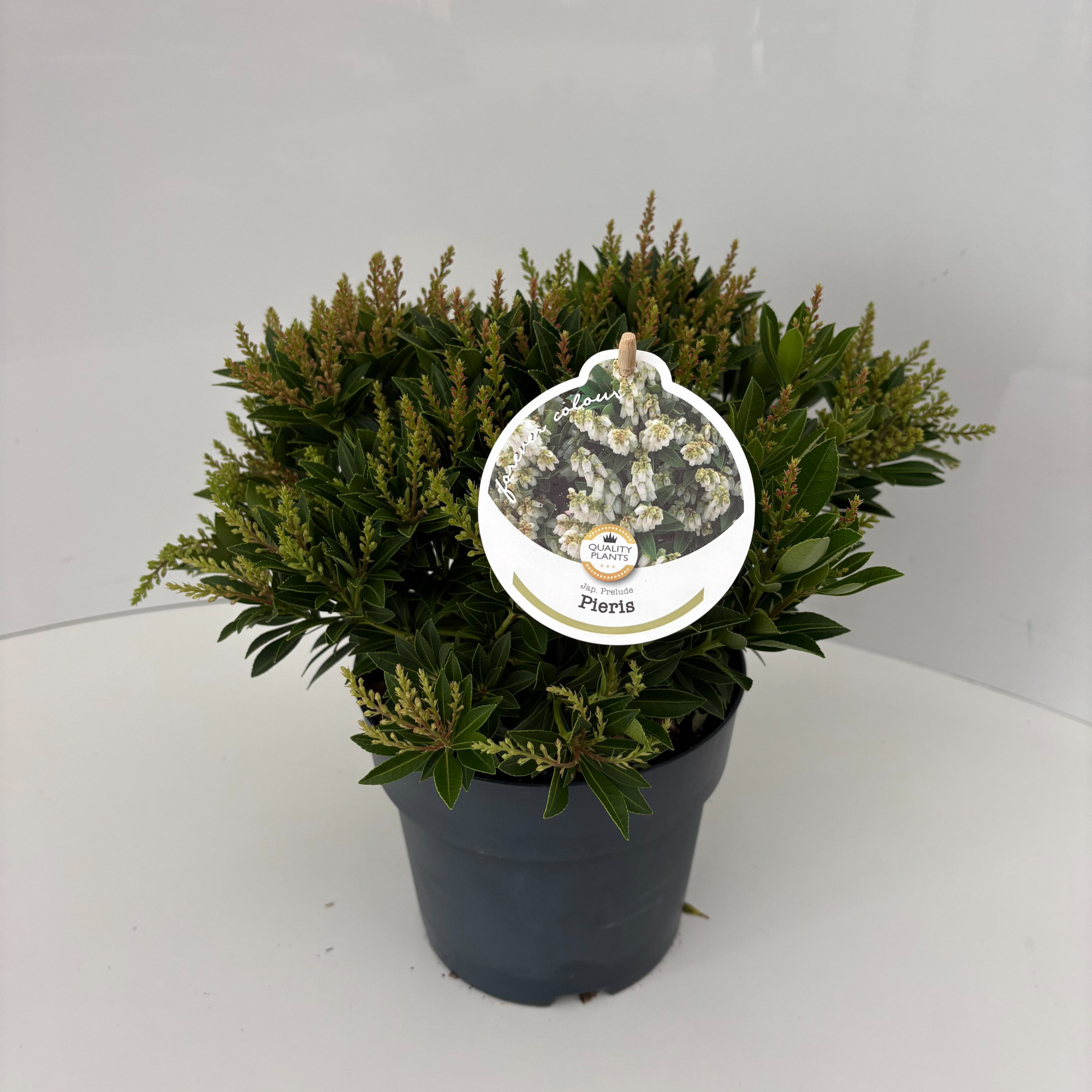 Pieris jap. Prelude, D 17 cm