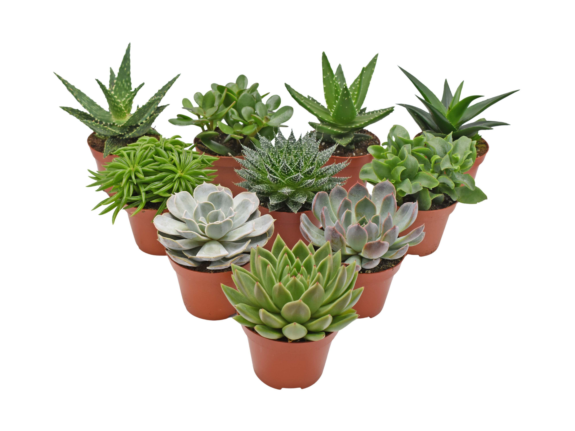Succulent mix, D 10,5
