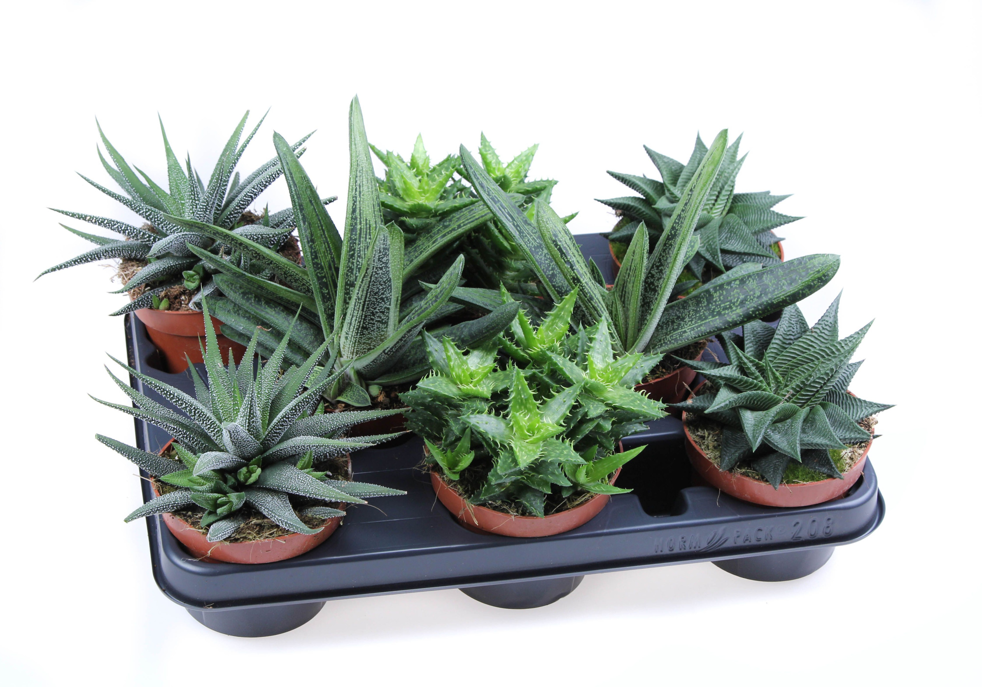 Aloe Haworthia mix, D 10,5
