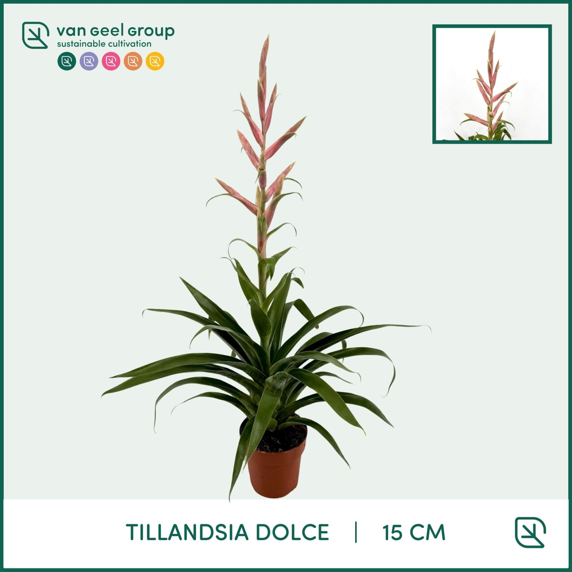 Tillandsia Dolce 15cm, D 15 cm