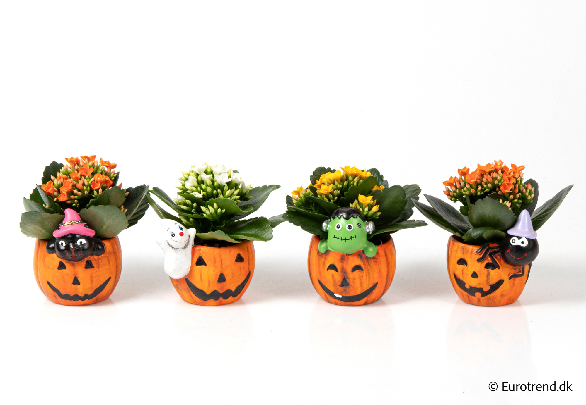 Kalanchoe in Halloween ceramic 2025, D 6 cm