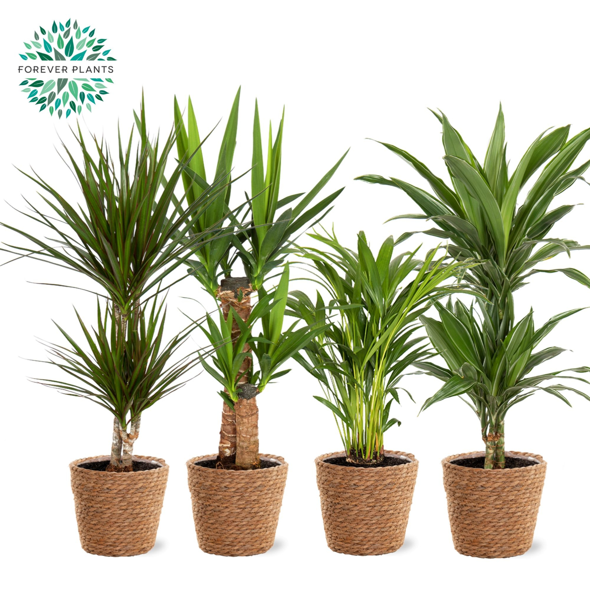 Groen Mix kamerplanten p19 in GABY mand, D 17 cm