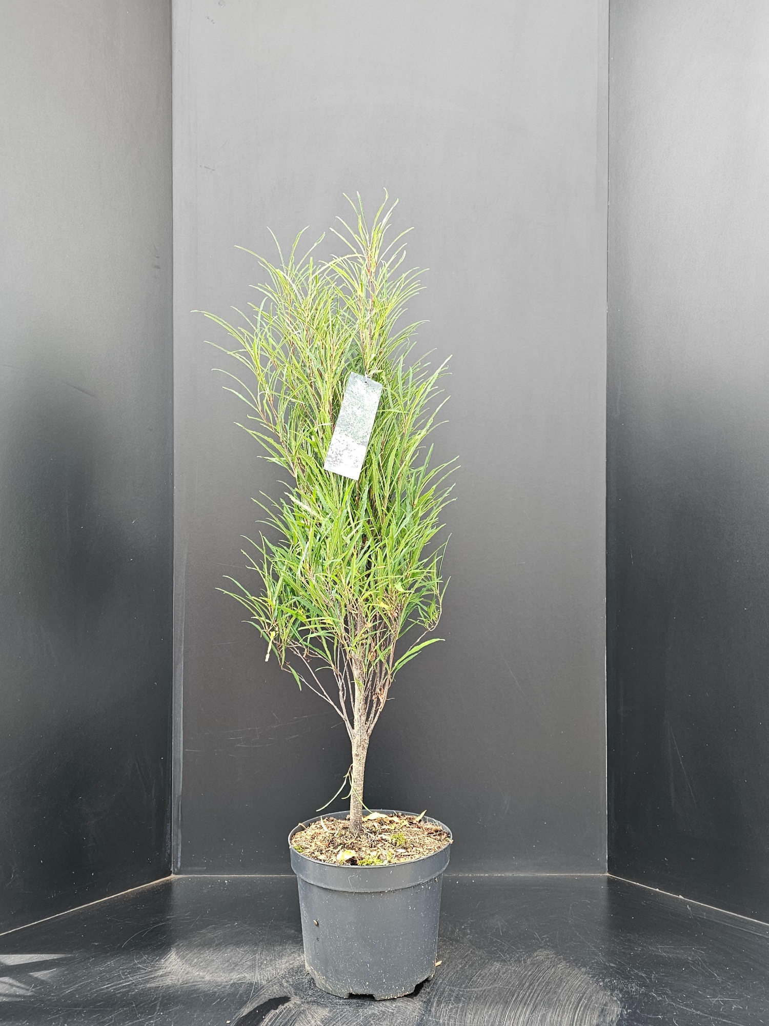 Frangula alnus 'Fine Line', D 29 cm