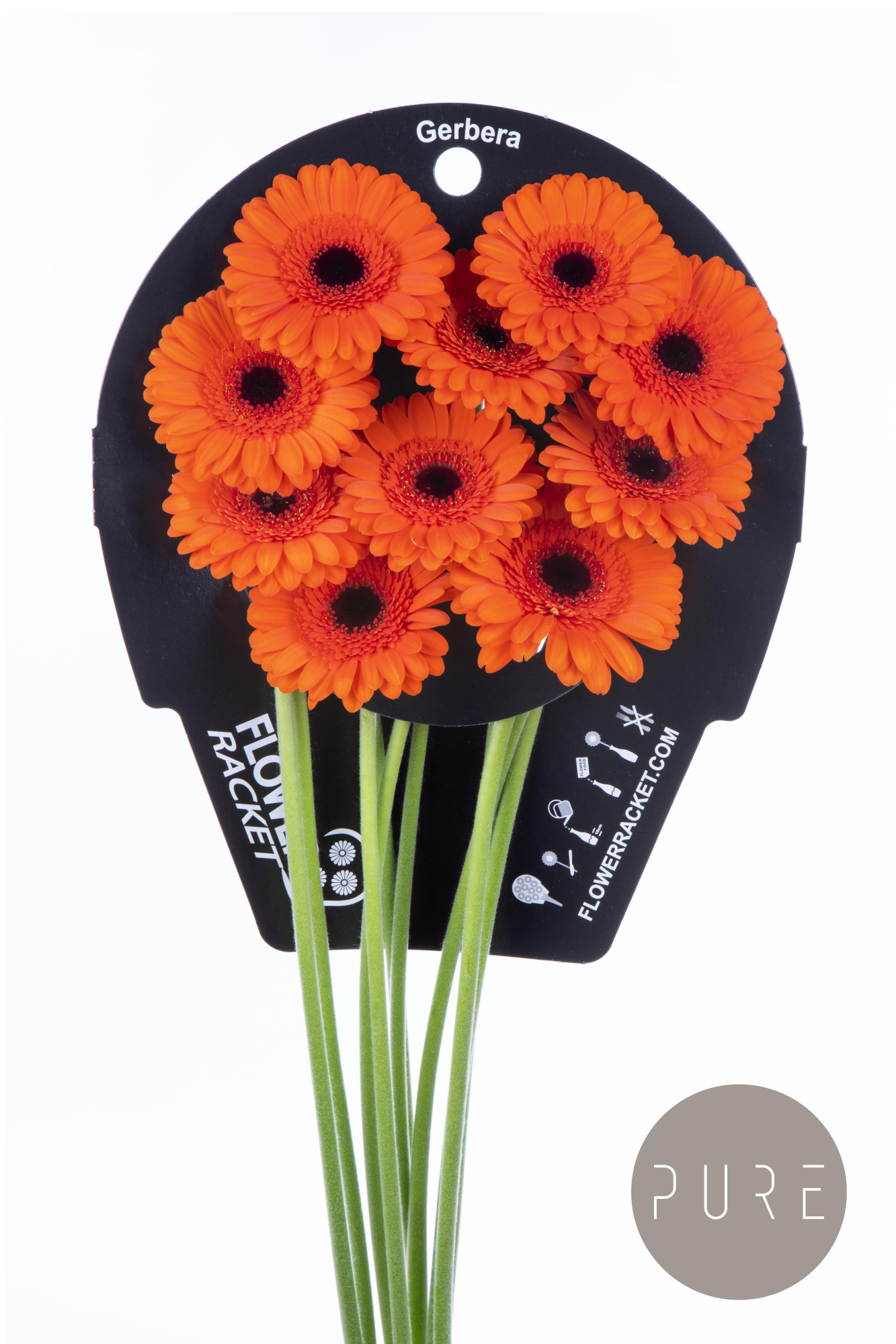 Гермини Карамба, шт.