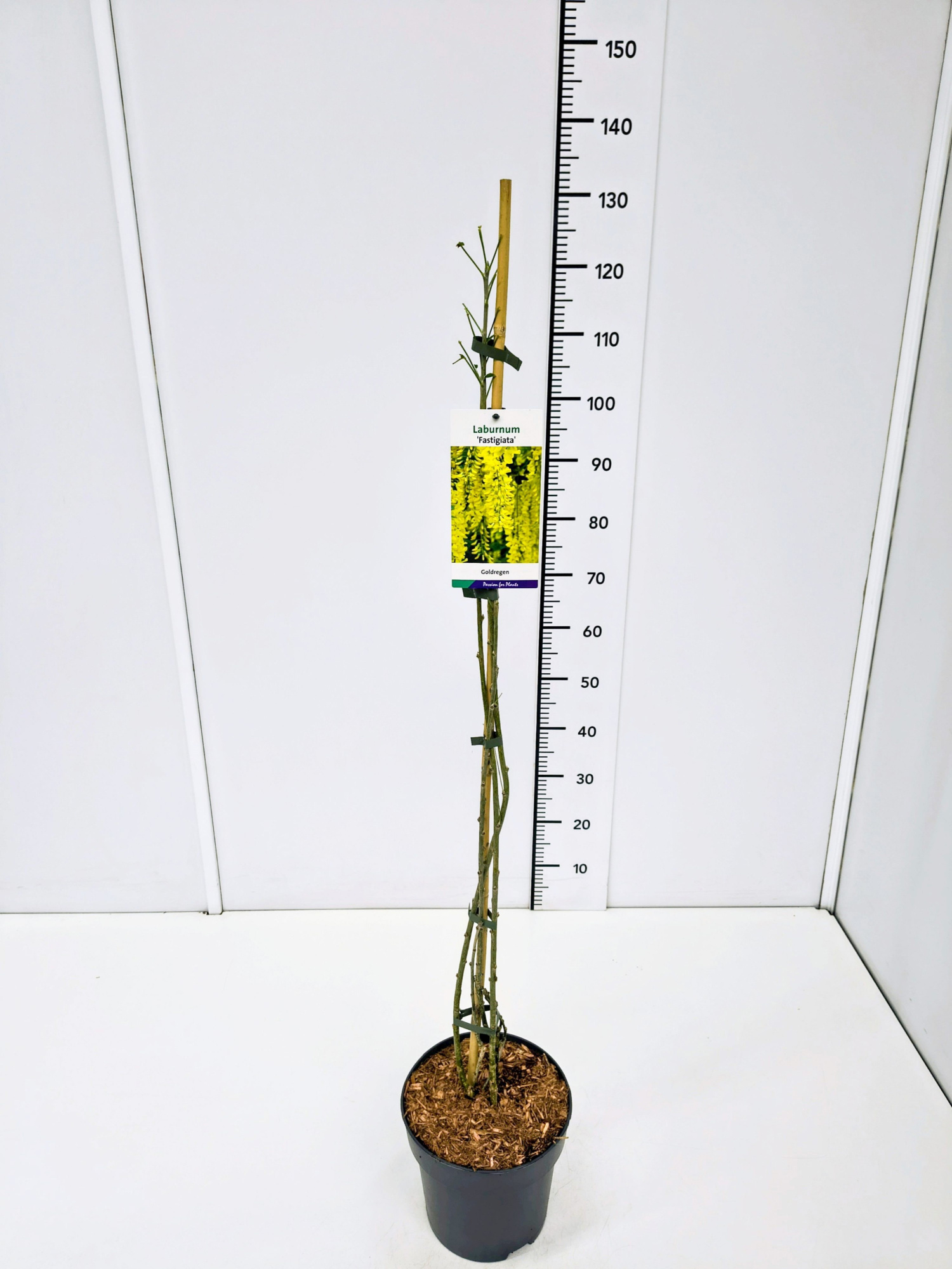 Laburnum an. 'Fastigiata' 60-80C5, D 23 cm