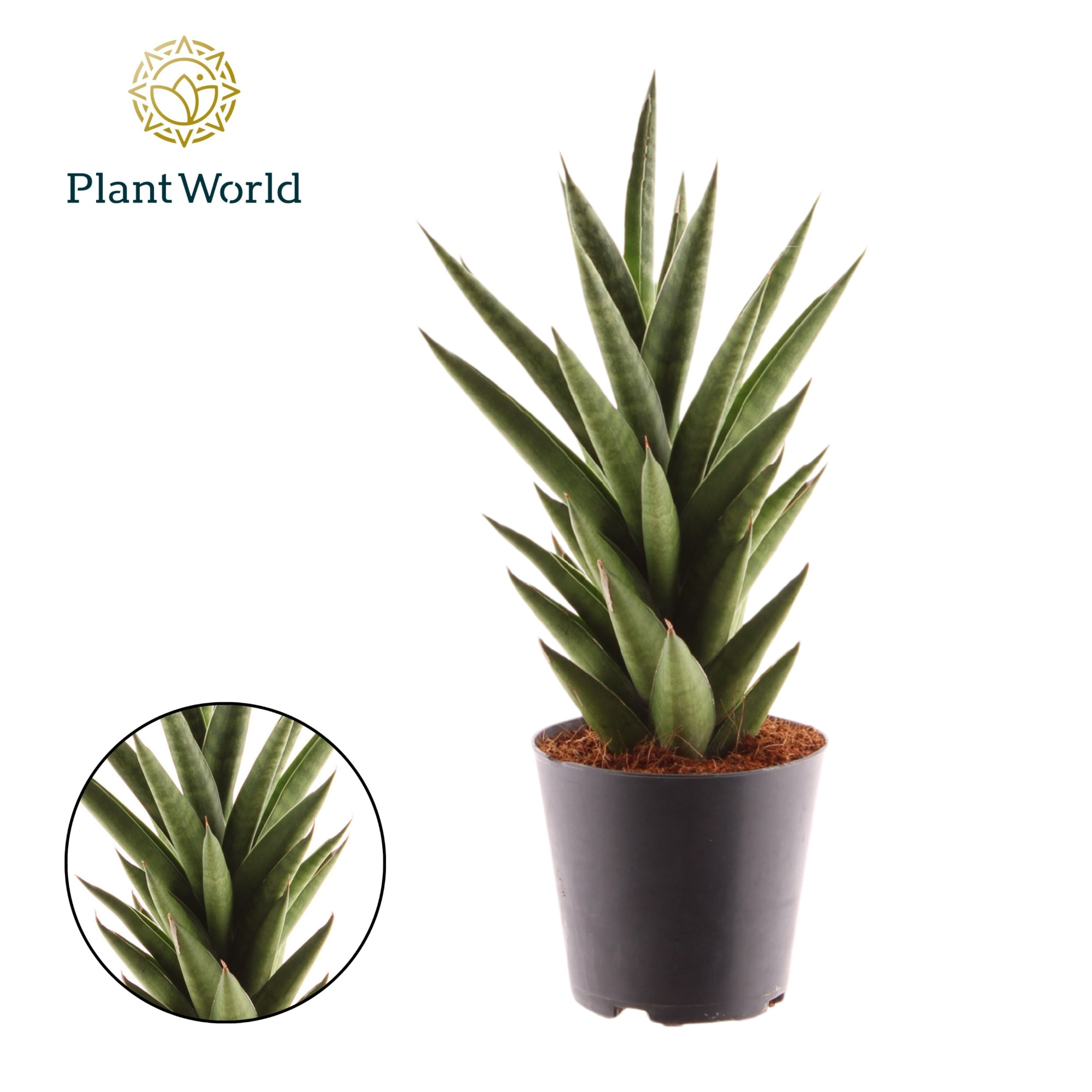 Sansevieria 'Starshooter', D 12 cm