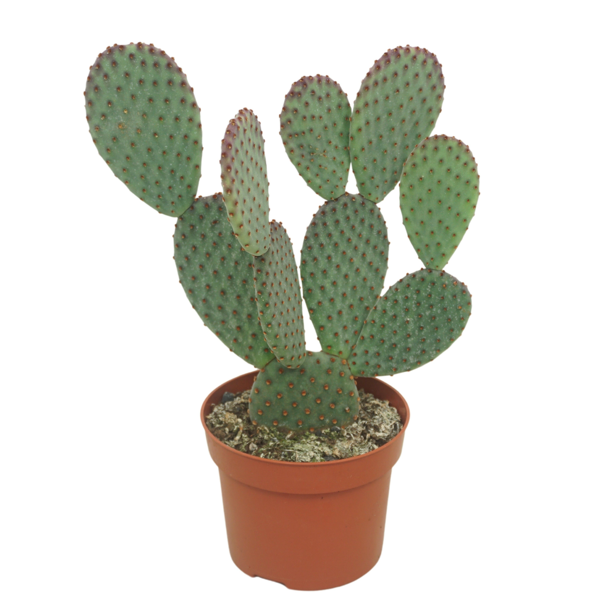 Opuntia macrocalyx 12 cm, D 12
