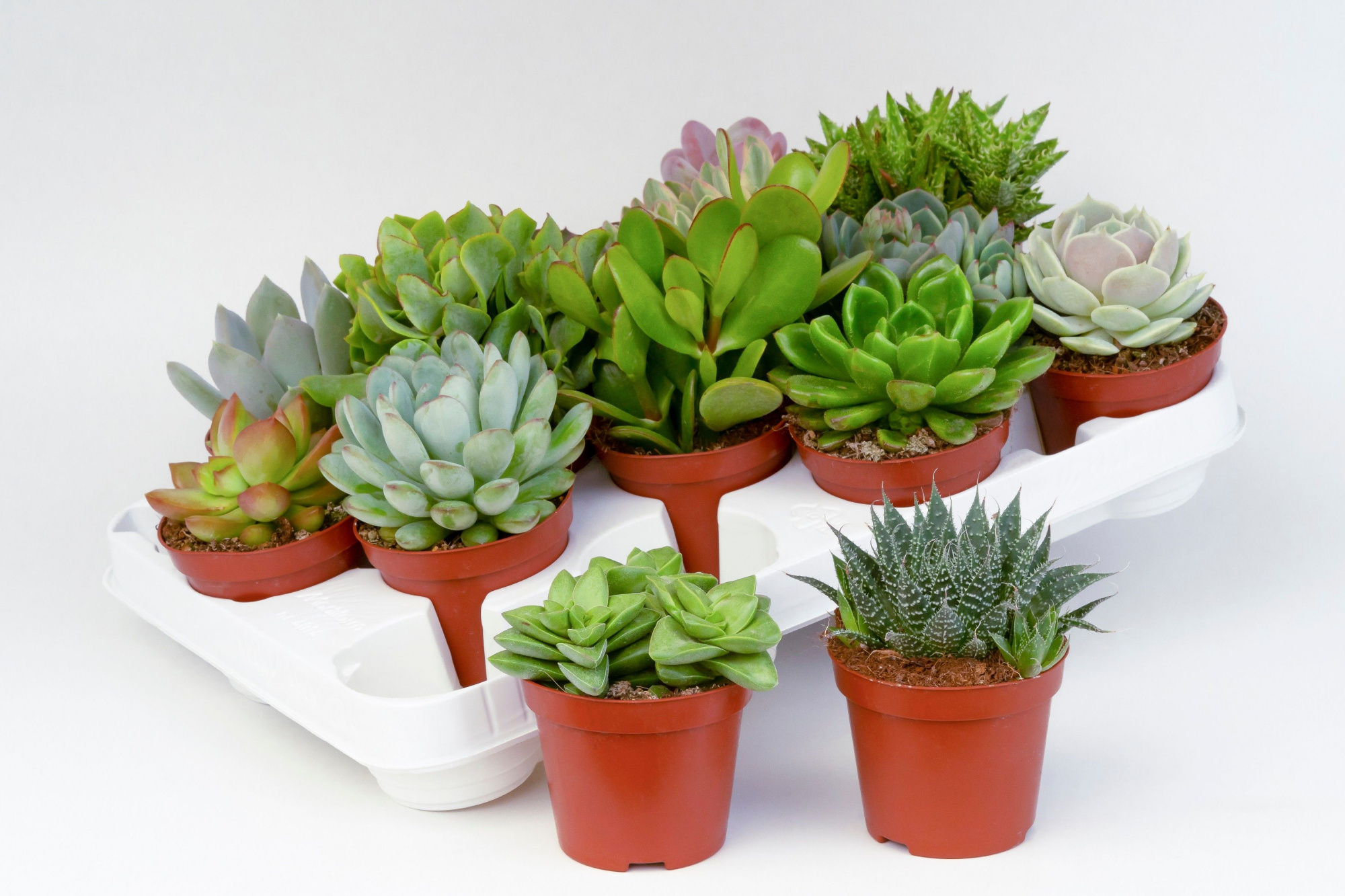 Succulent mix 8,5cm- 18 units tray, D 8,5