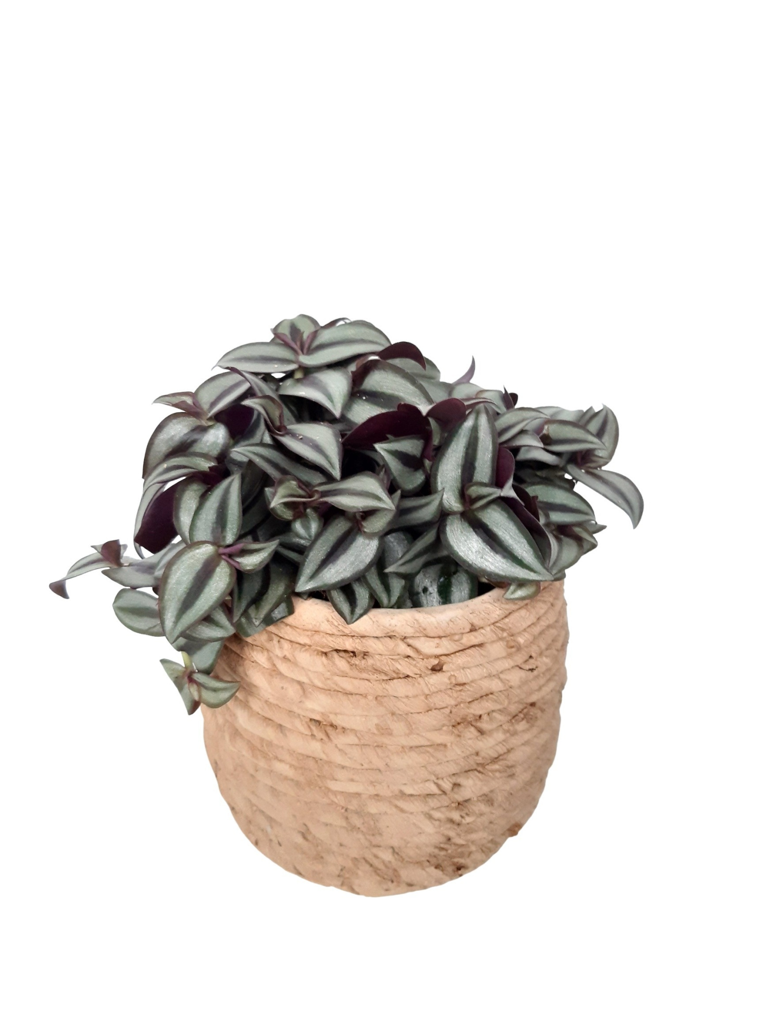 MPP17ZEB Mandpot Palma Keramiek 17cm Tradescantia Zebrina, D 17