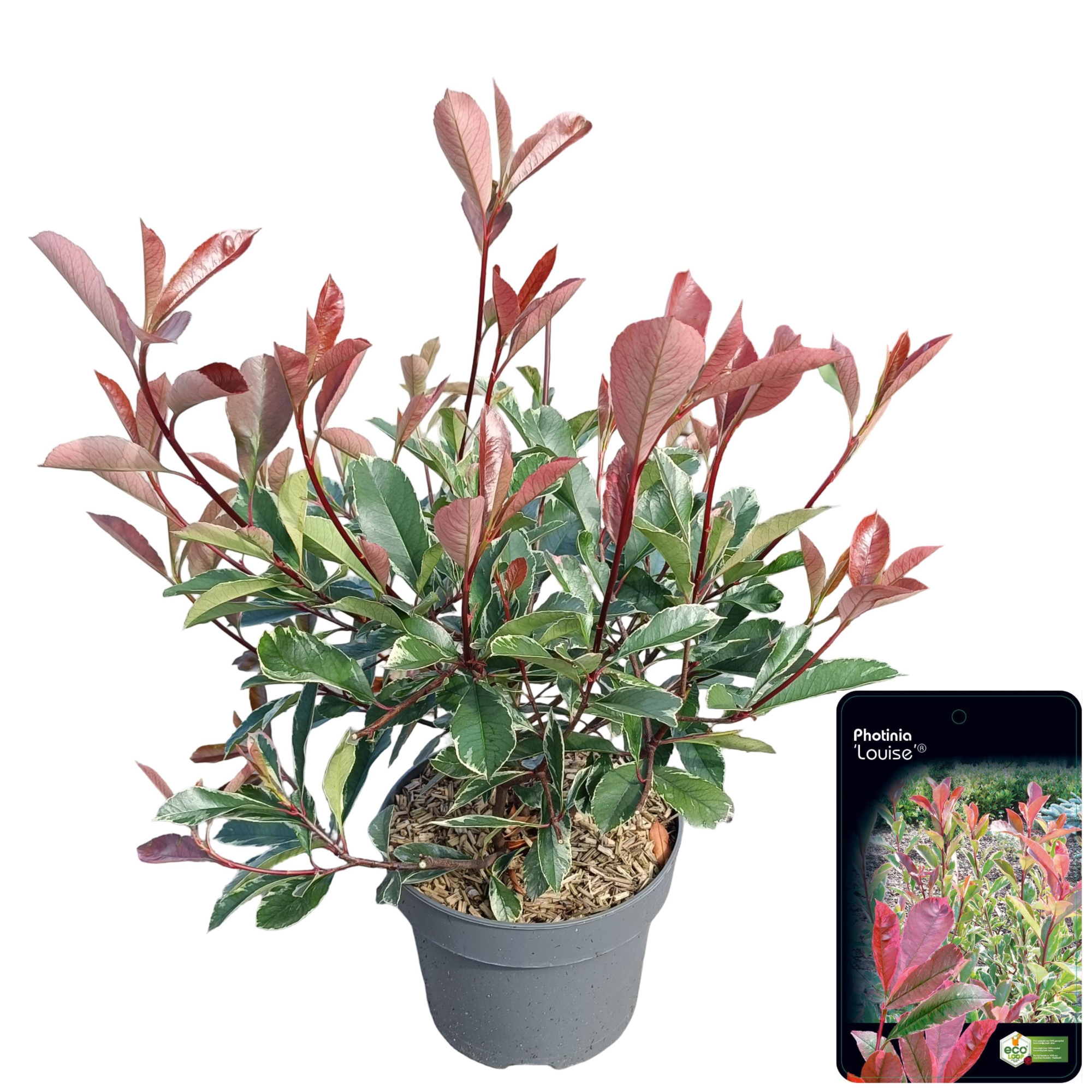 Photinia fraseri 'Louise'® C5, D 23 cm