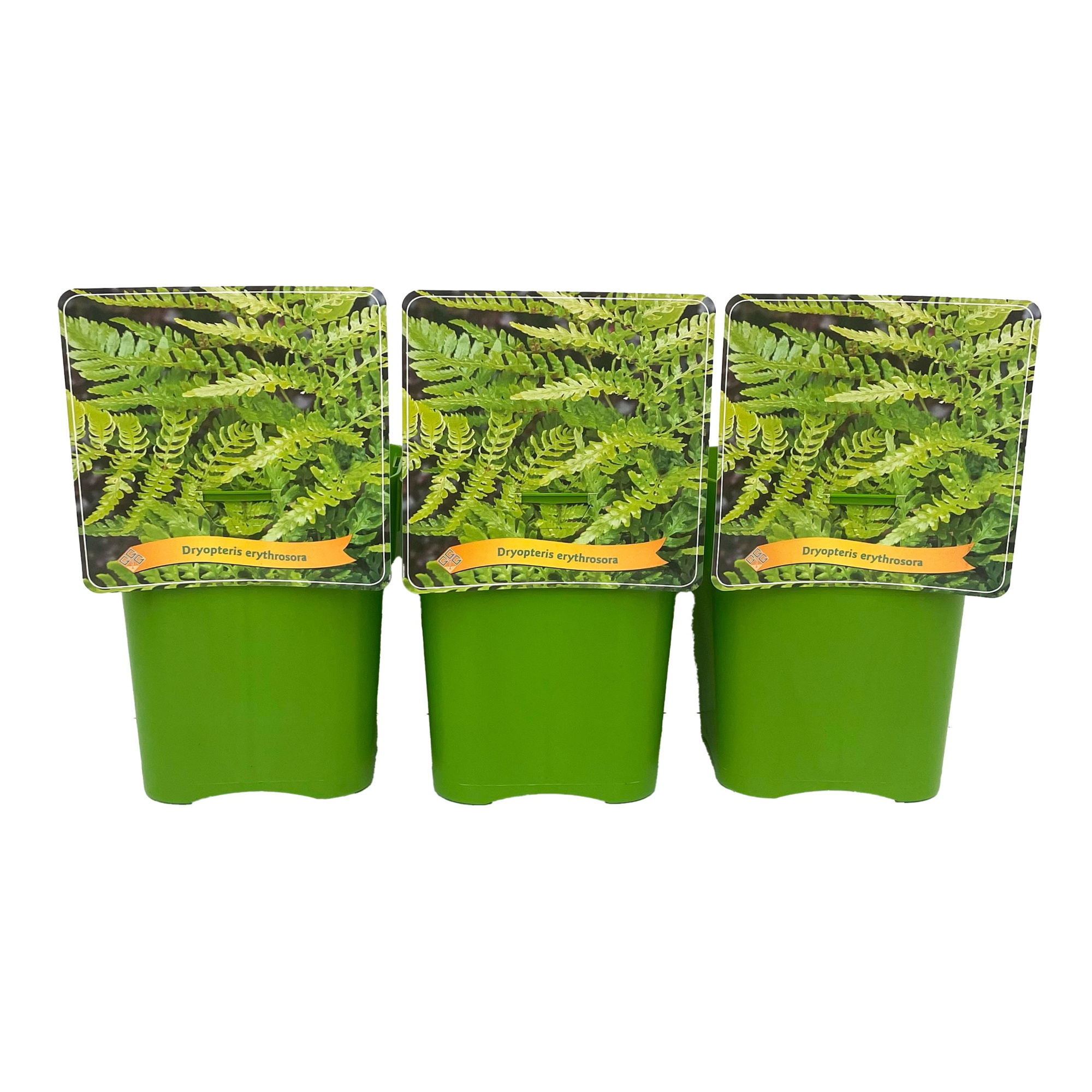 Dryopteris Erythrosora C5, D 21