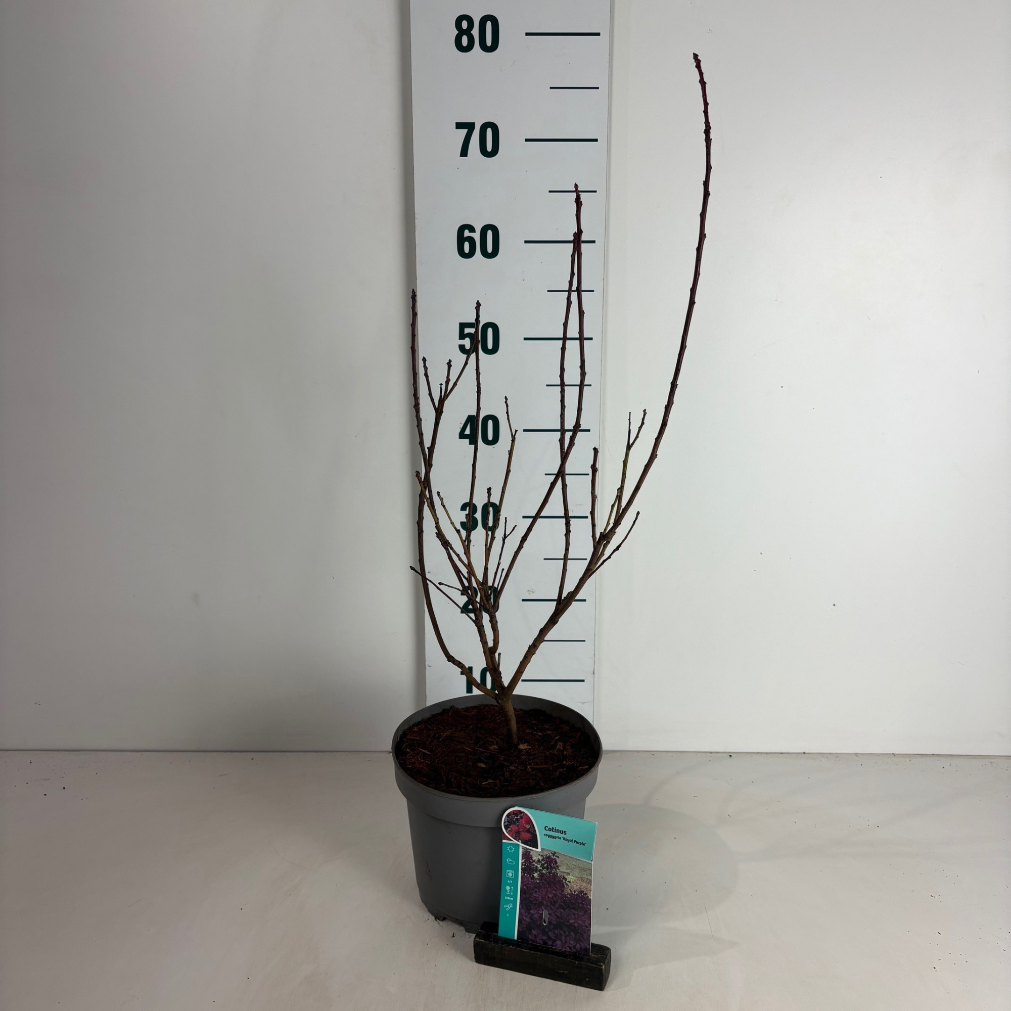 Cotinus coggygria Royal Purple, D 20