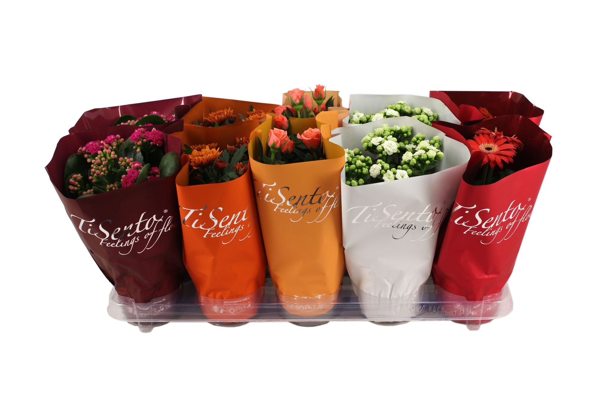 Bloeimix 12cm | Oktober Mix, D 12