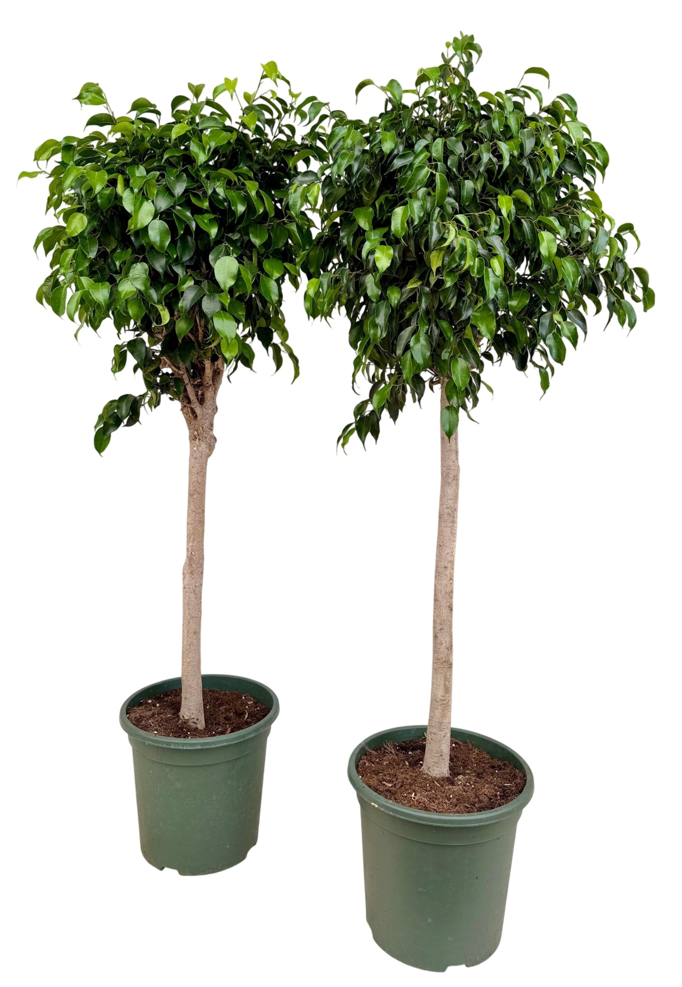 Ficus benjamina danielle P32 stam, D 32 cm