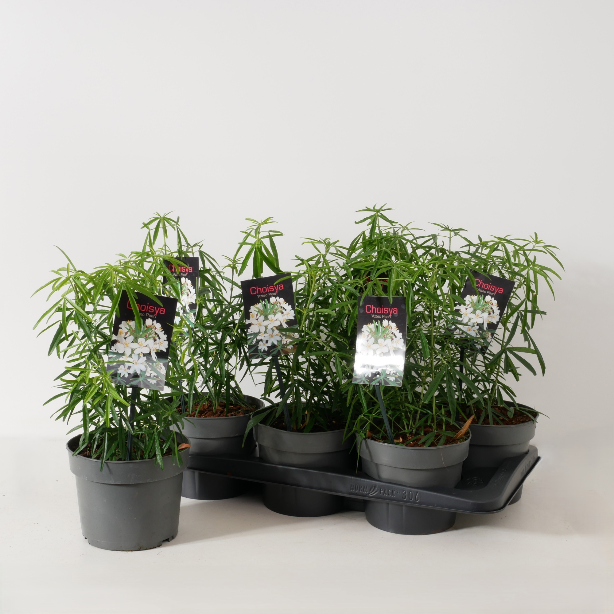 Choisya 'Aztec Pearl' P17, D 17