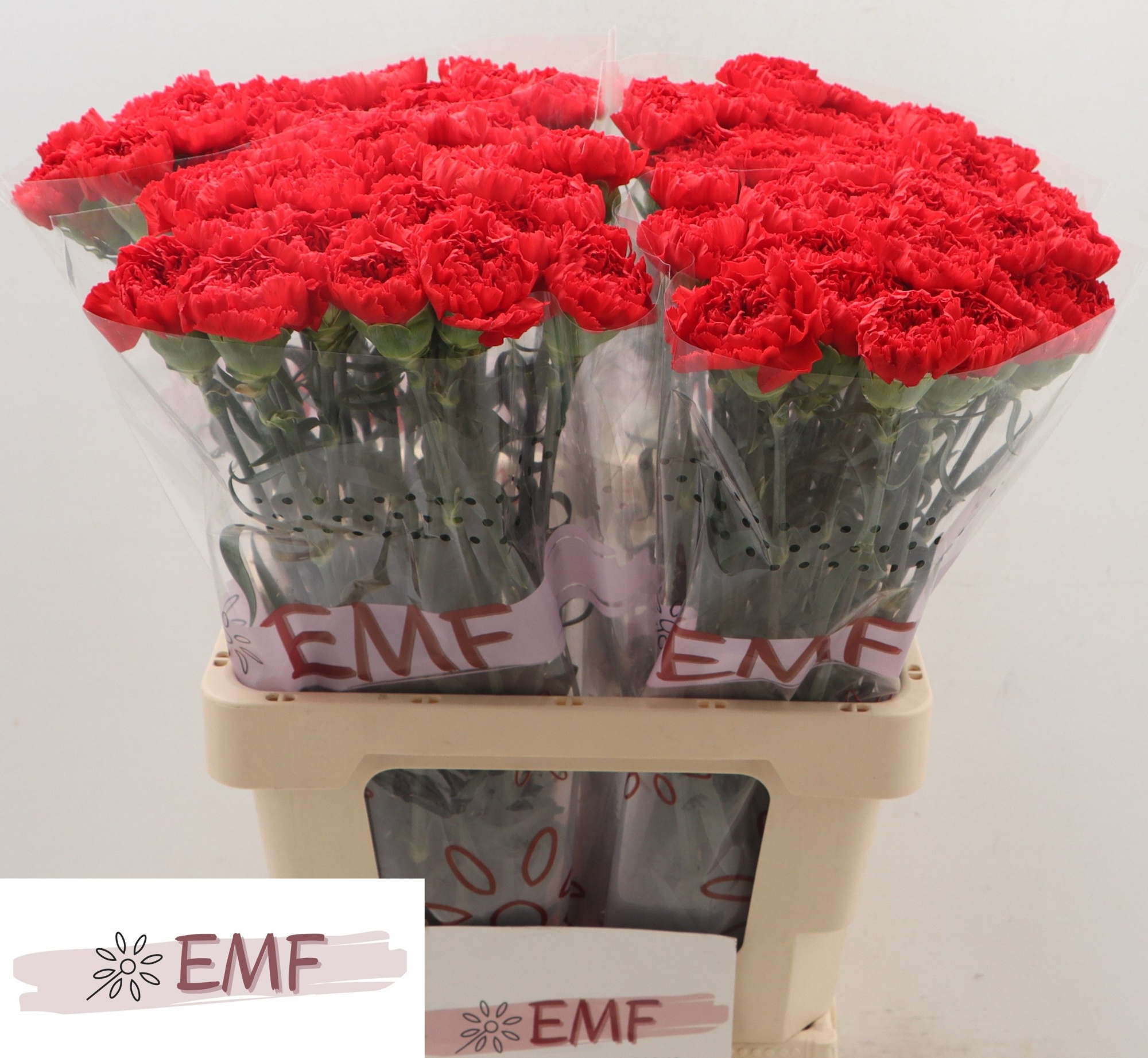 Диантус од. Бузерон, шт.