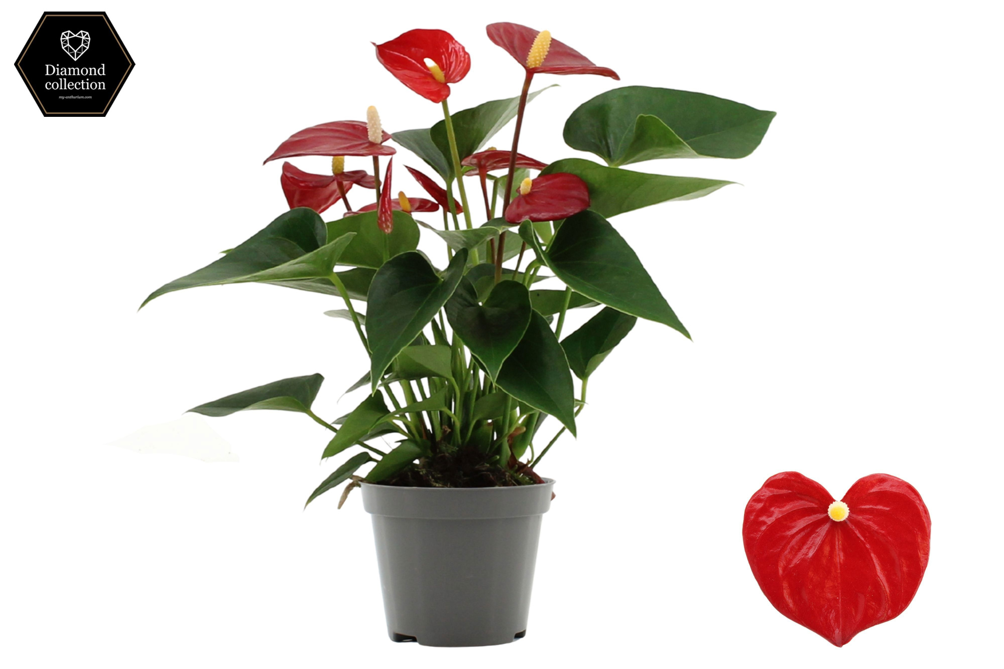 Anthurium 9 cm Micra in transparant sleeve, D 9