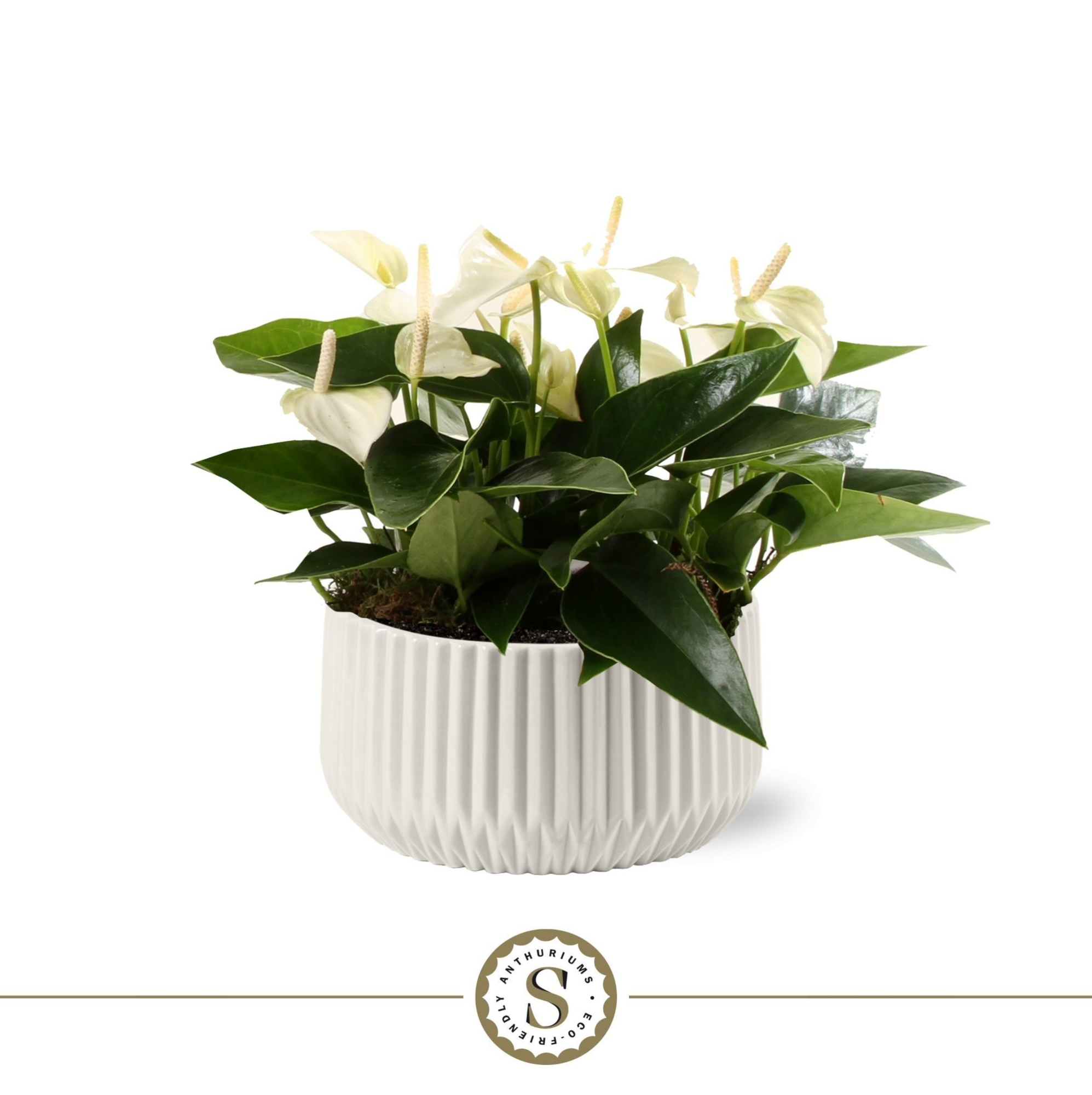 Table White in Madeira Keramiek, D 17