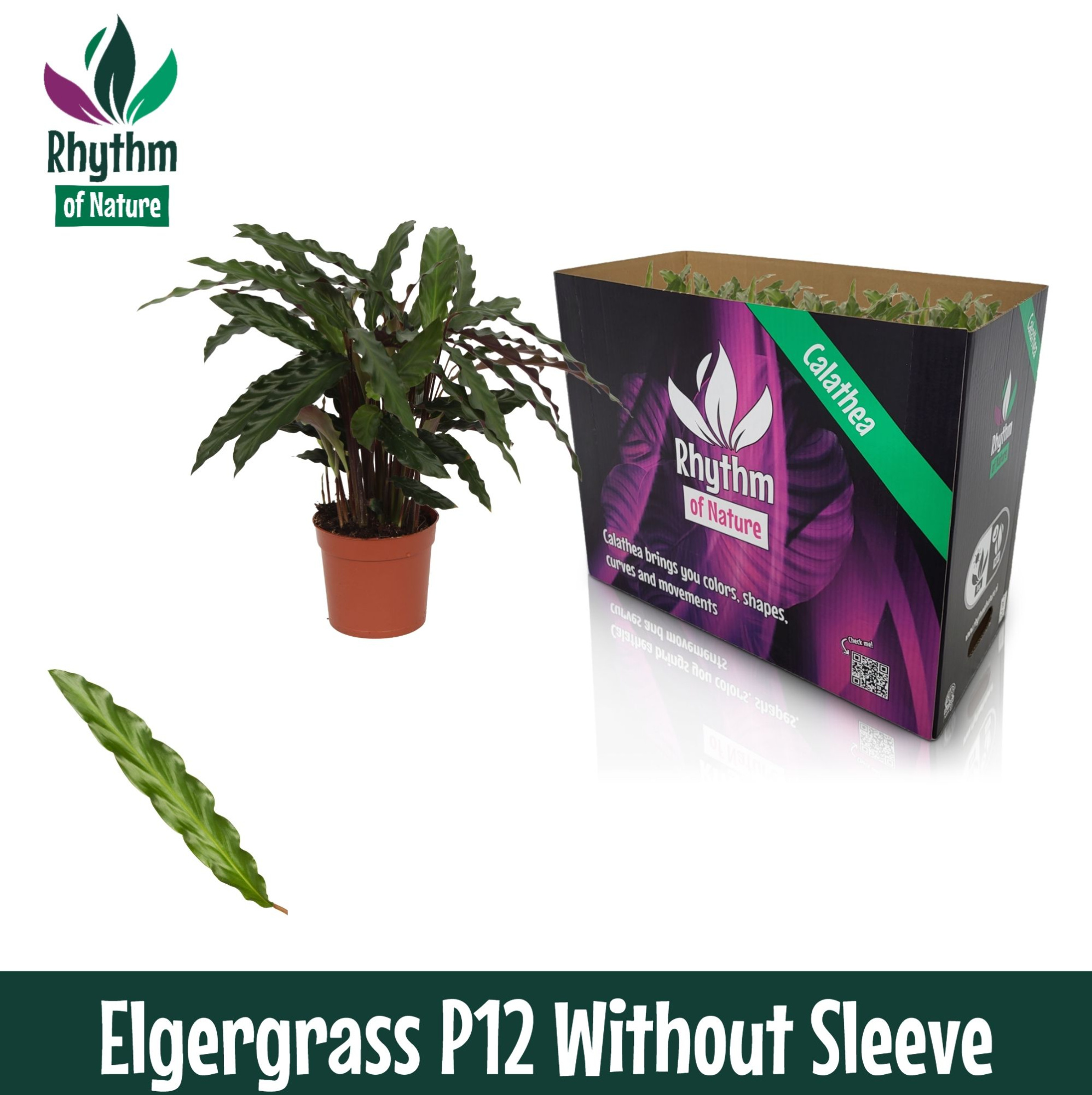 Calathea 12cm Elgergrass - Rhythm of Nature zonder hoes, D 12