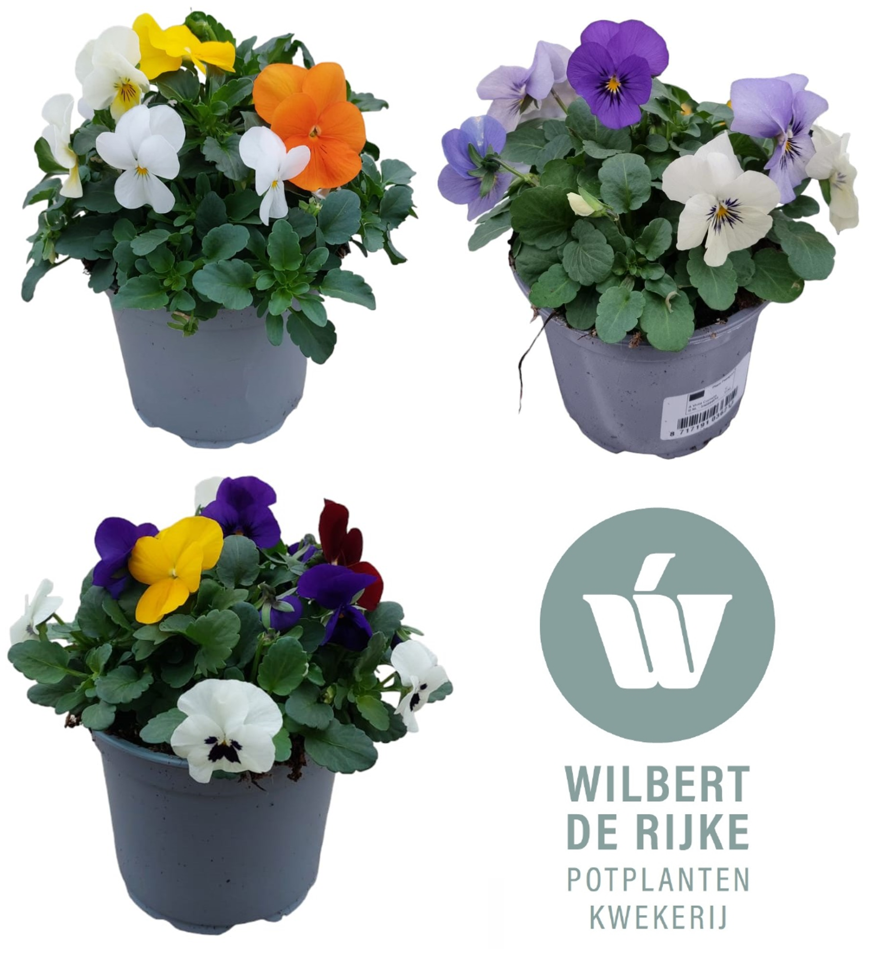 Viola Cornuta Trio mixlaag minimaal 3 mixen per laag, D 12