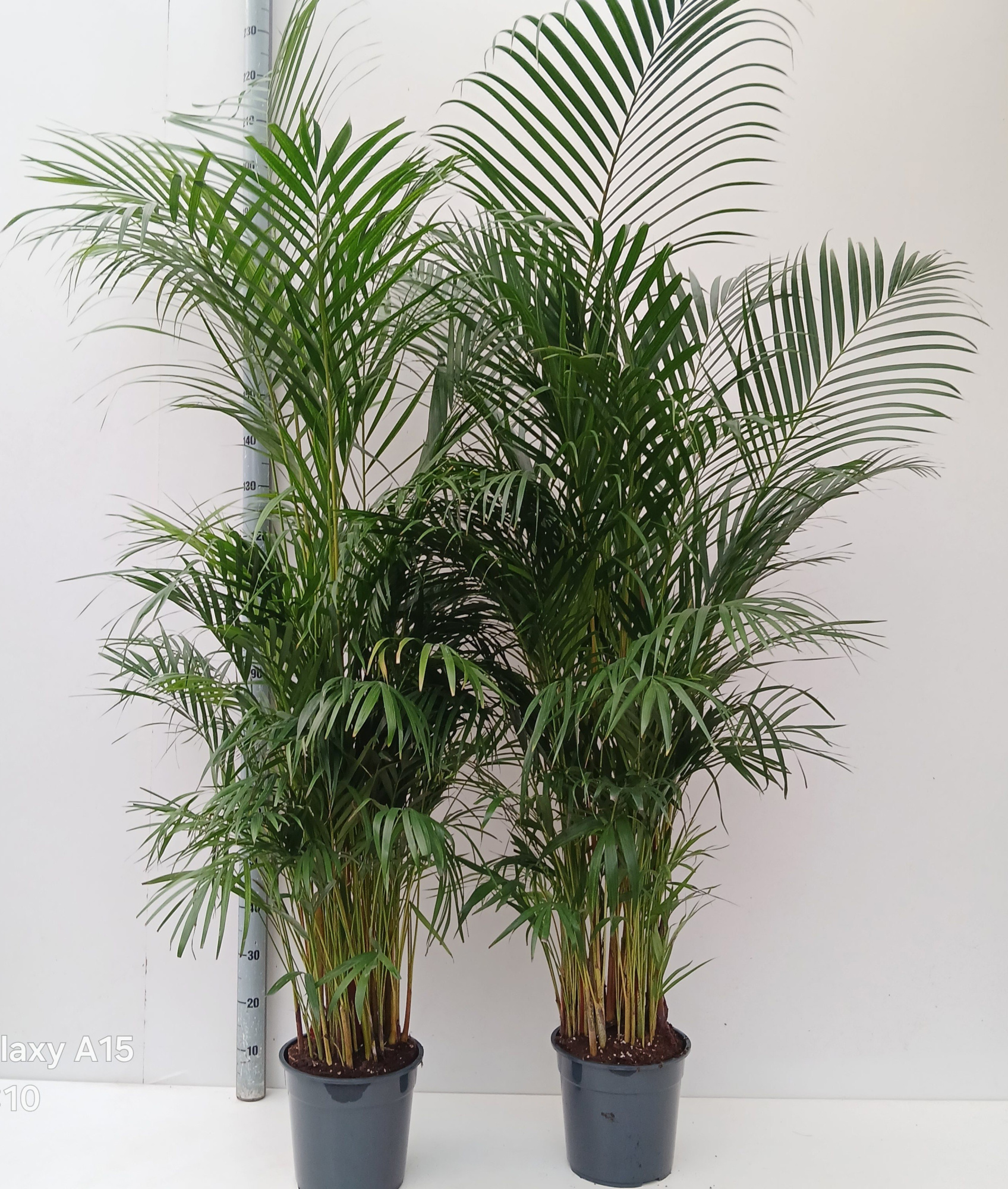 dypsis lutescens, D 30