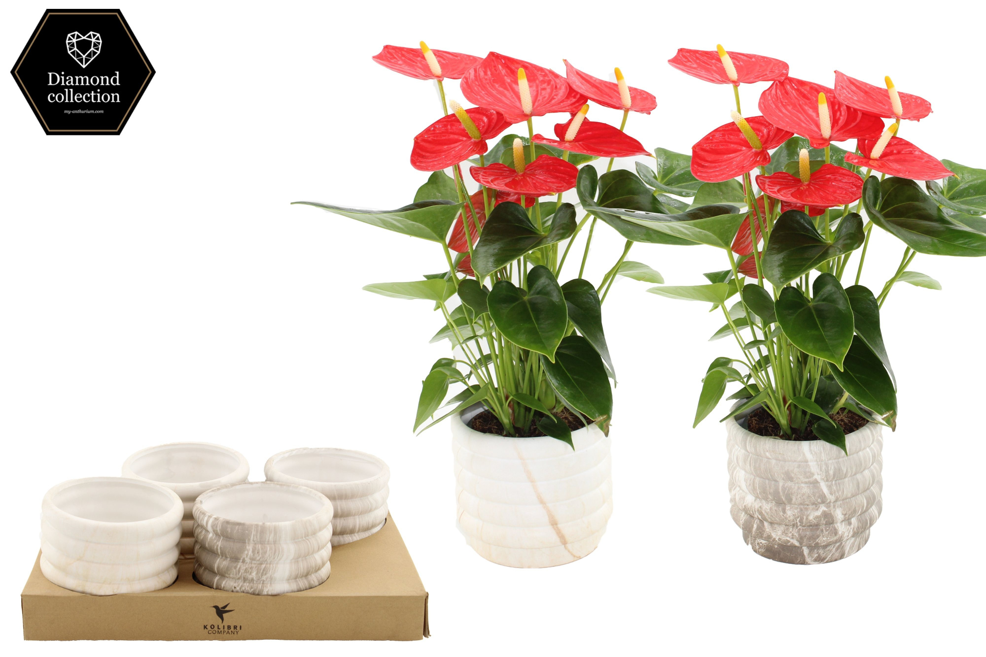Anthurium 12 cm Esudo in Marble ceramics, D 12 cm