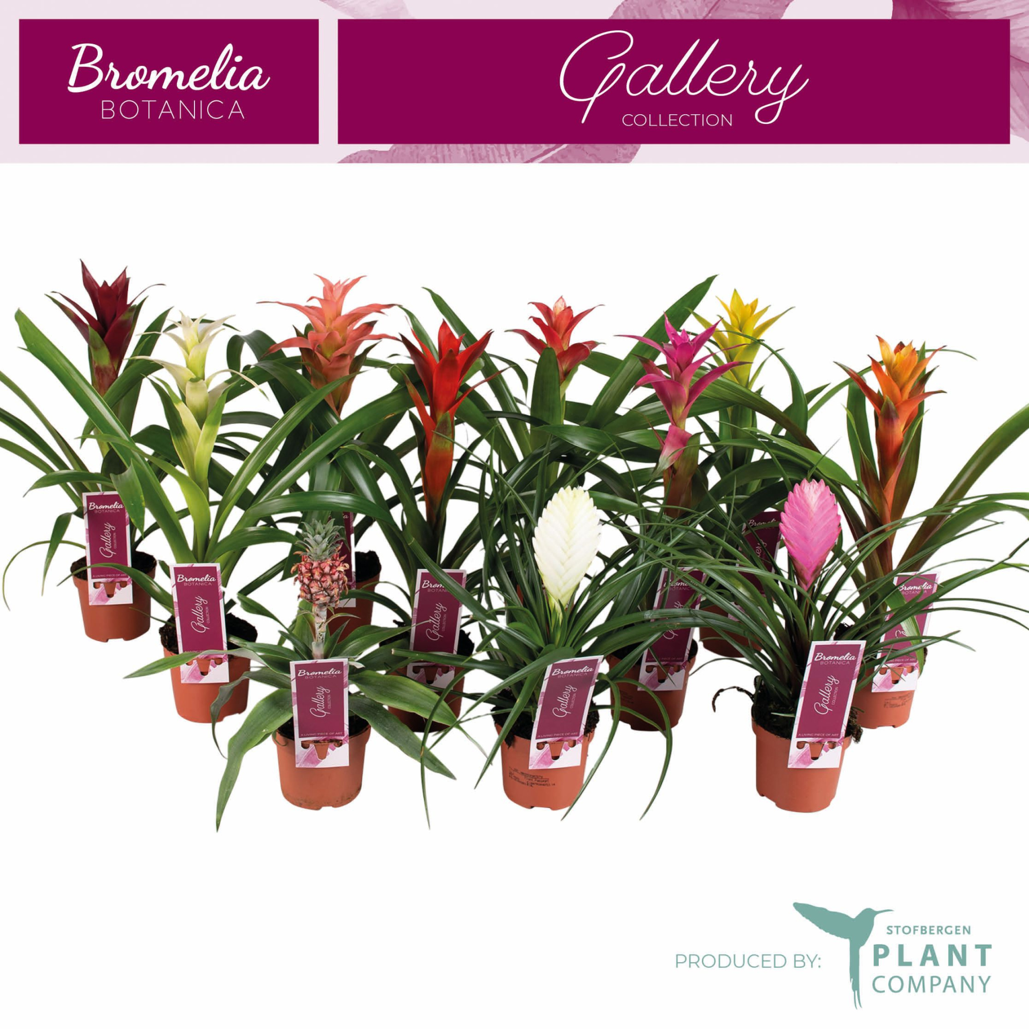 Bromelia mix p9, D 9