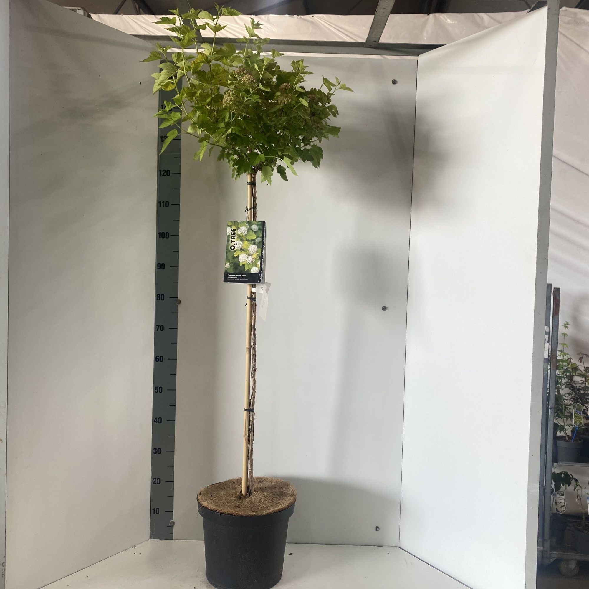 Physocarpus opulifolius 'Luteus' -- stam 90 cm, D 29 cm